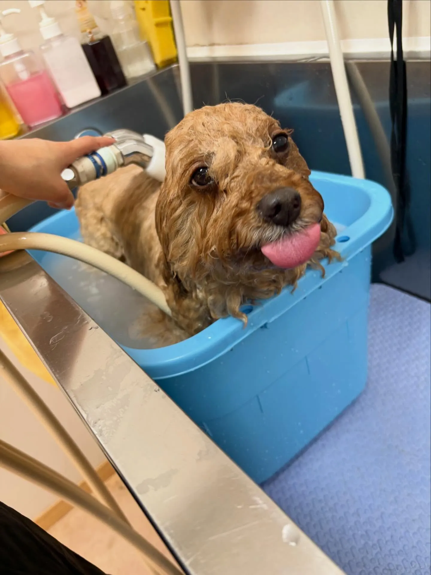 犬のトリミング✂️