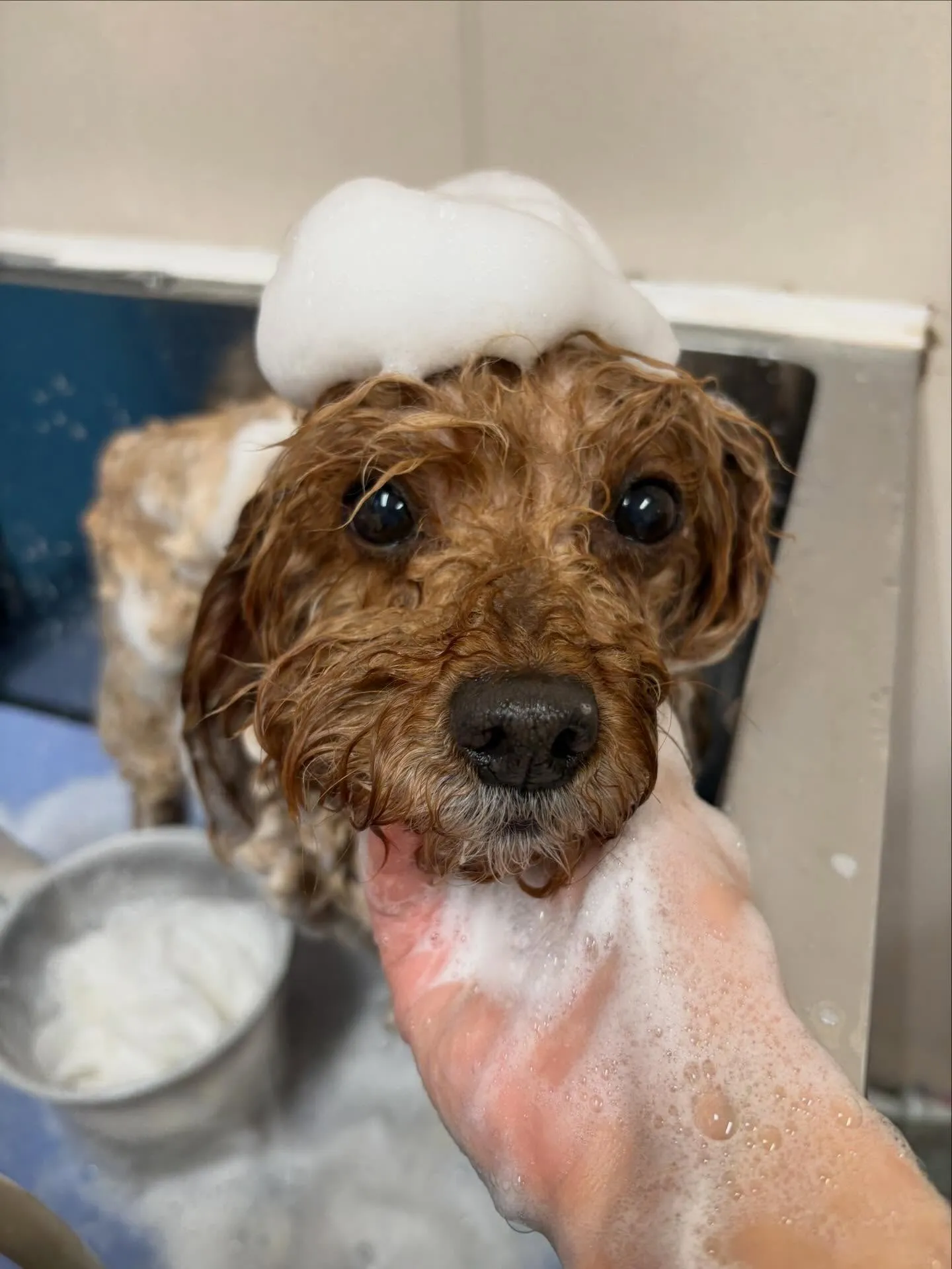 犬のトリミング✂️