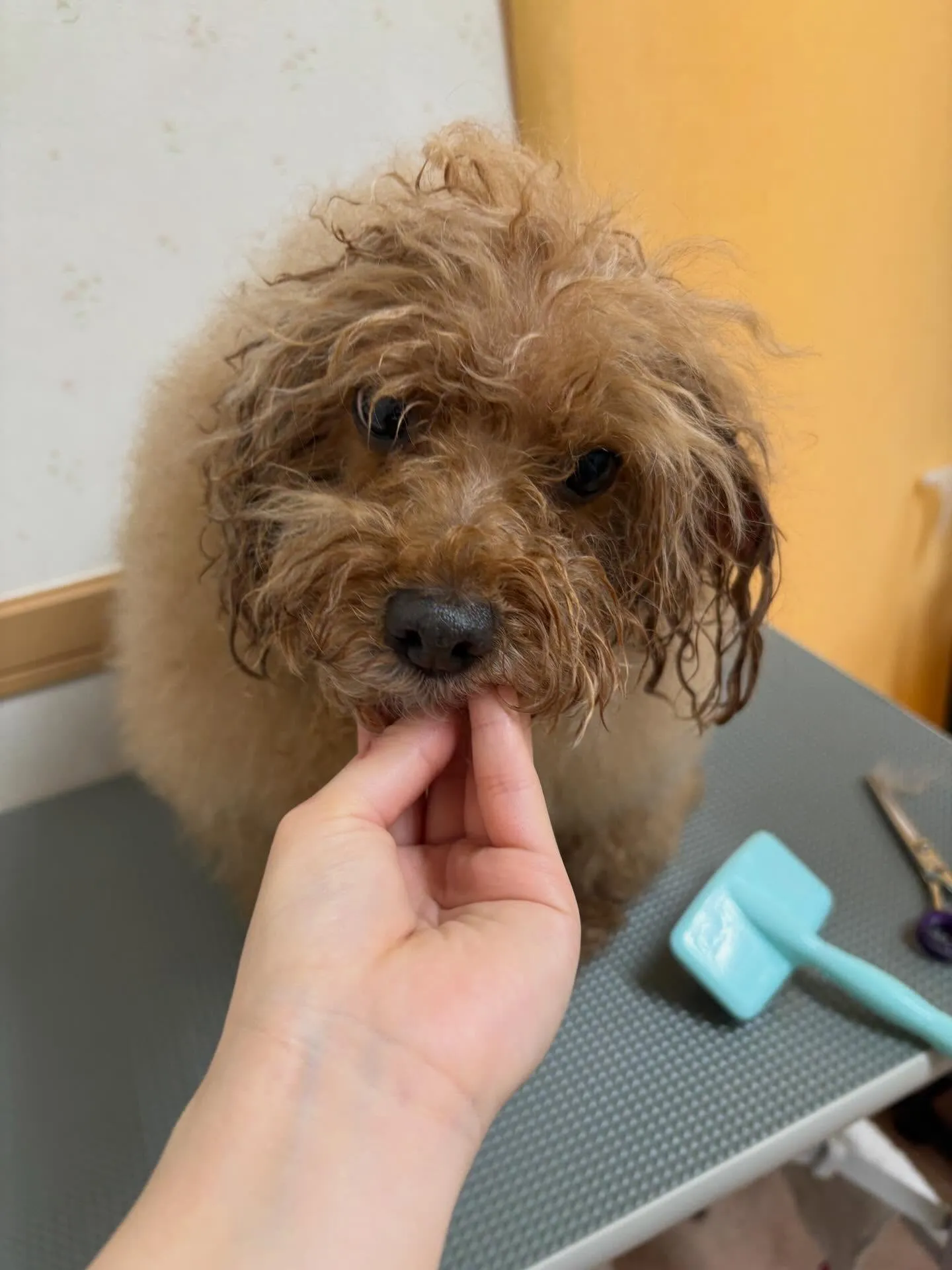 犬のトリミング✂️