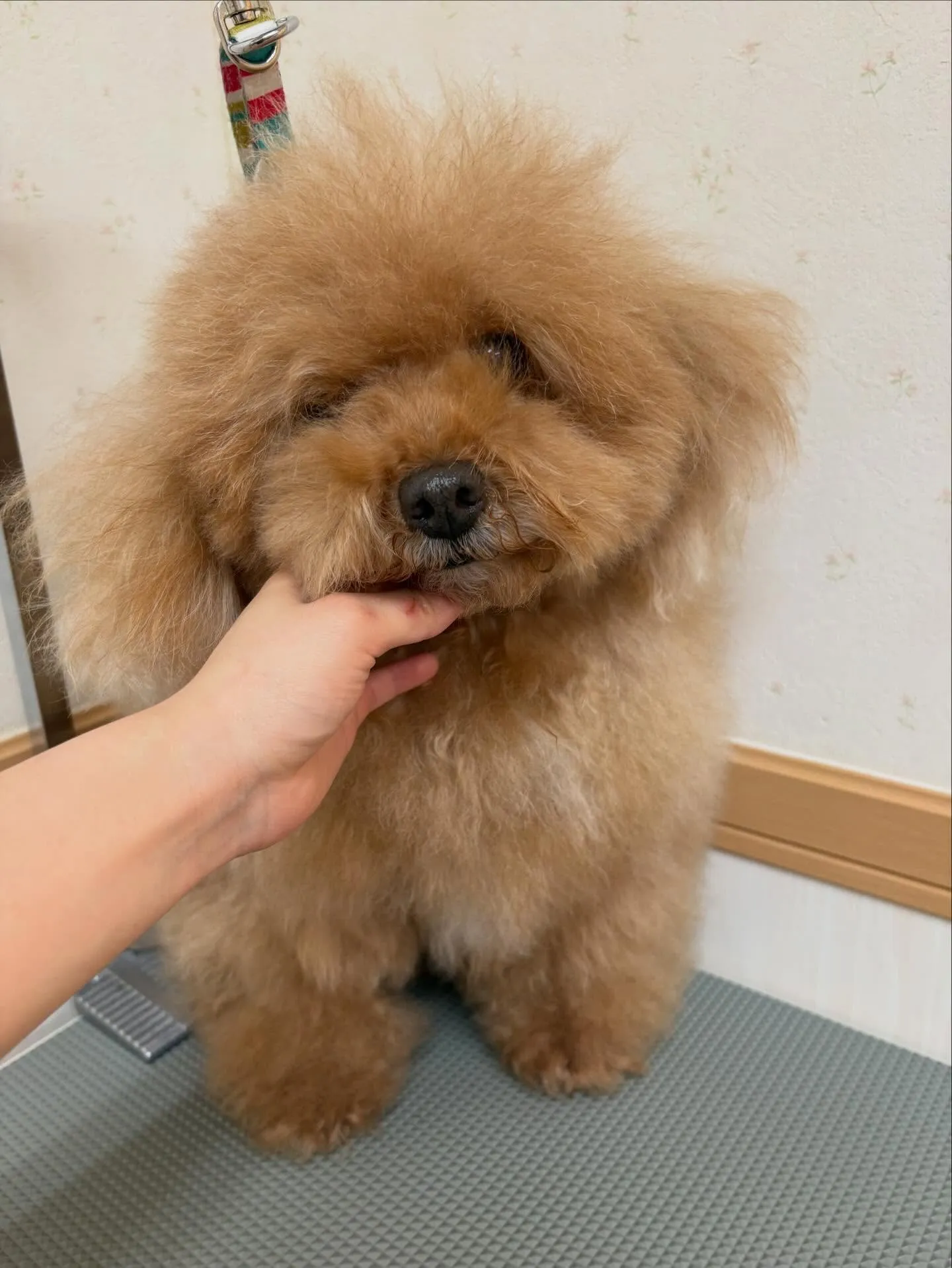 犬のトリミング✂️