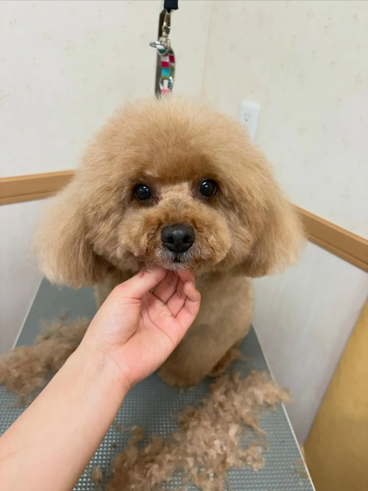 犬のトリミング✂️