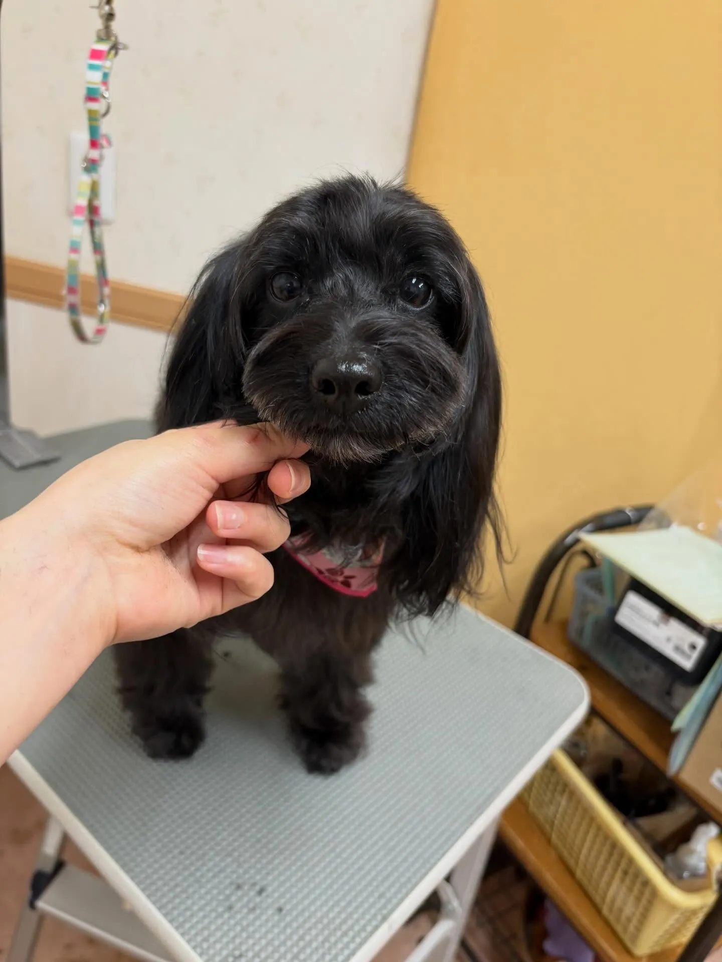 犬のトリミング✂️