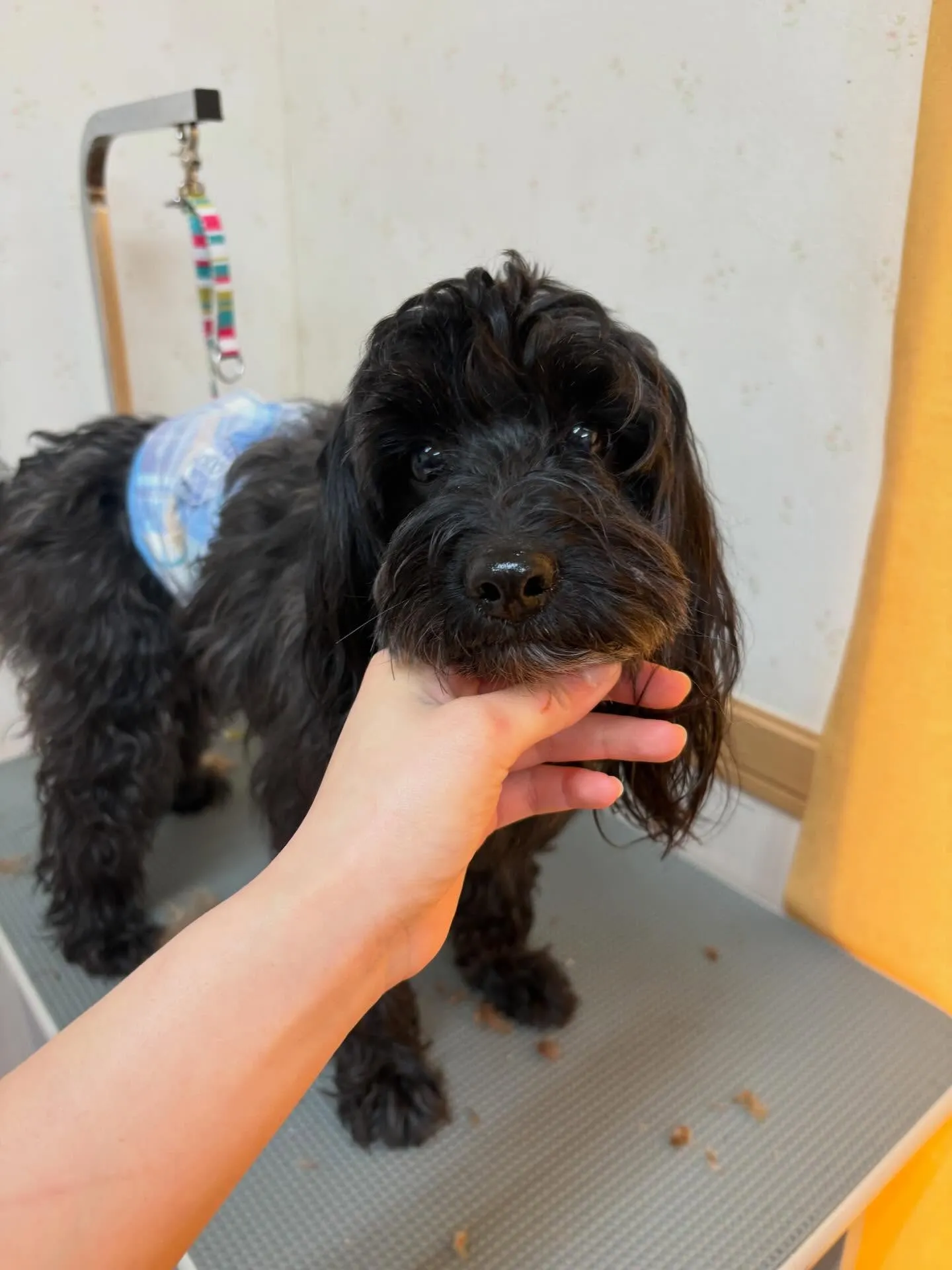 犬のトリミング✂️