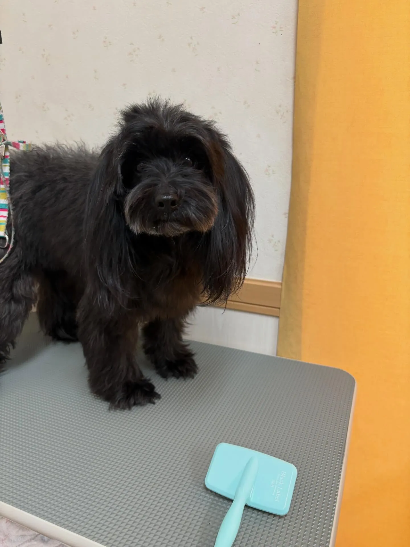 犬のトリミング✂️