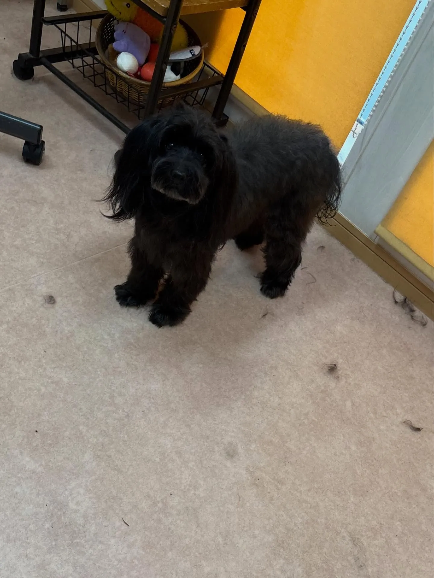 犬のトリミング✂️