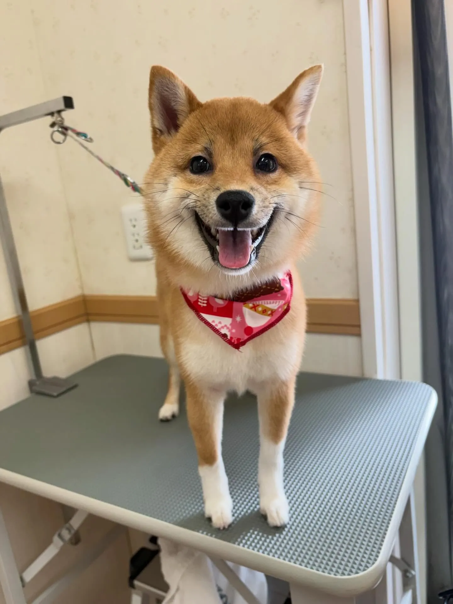 犬のシャンプー🫧