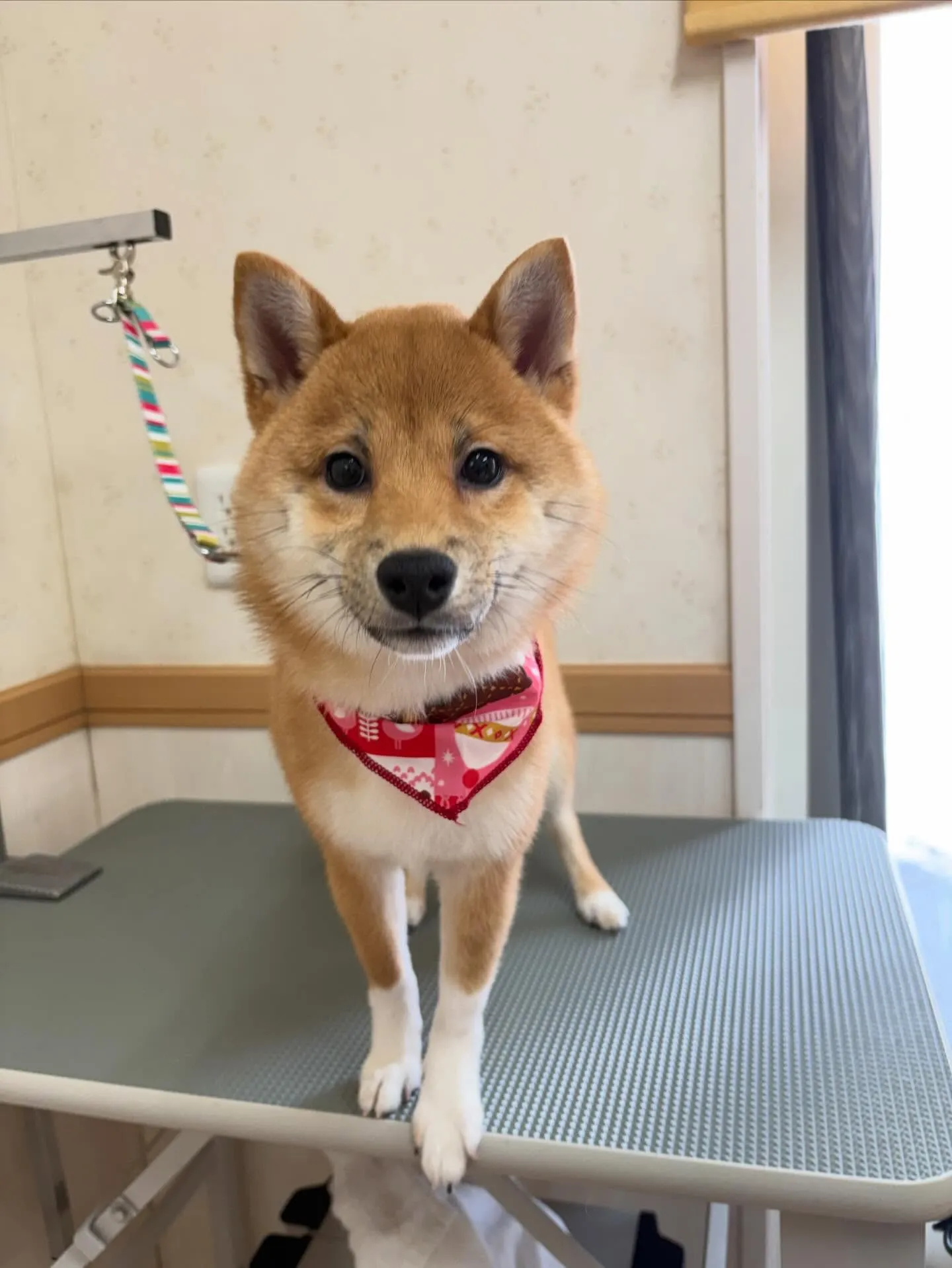 犬のシャンプー🫧