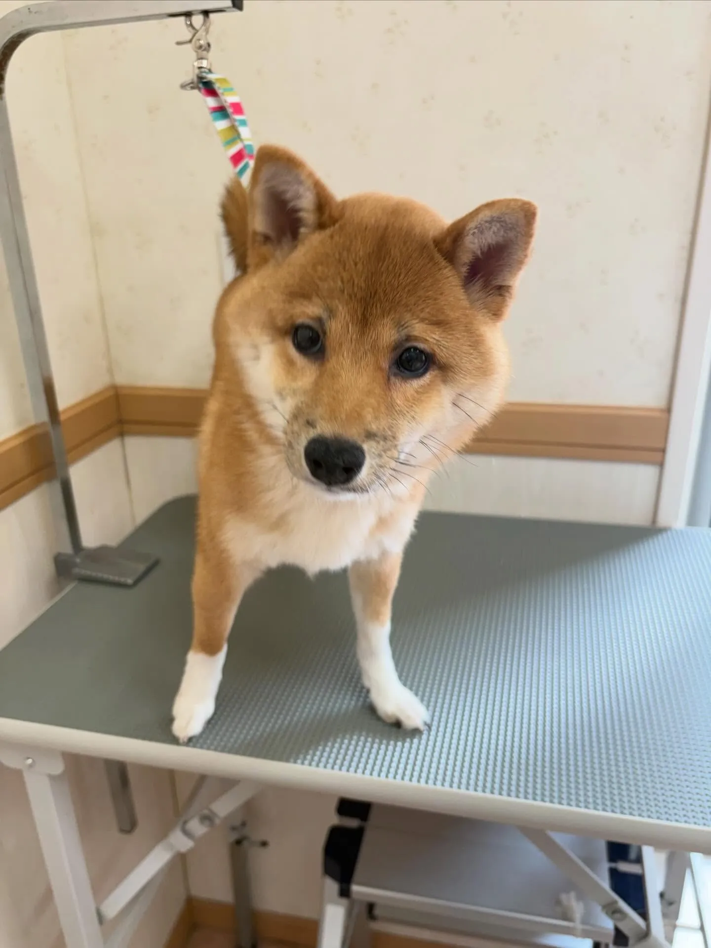 犬のシャンプー🫧