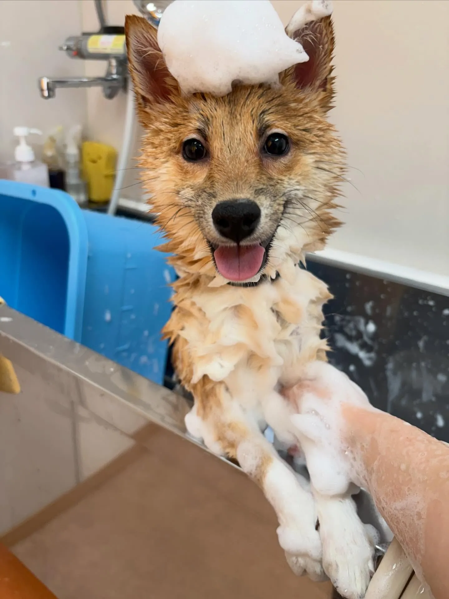 犬のシャンプー🫧