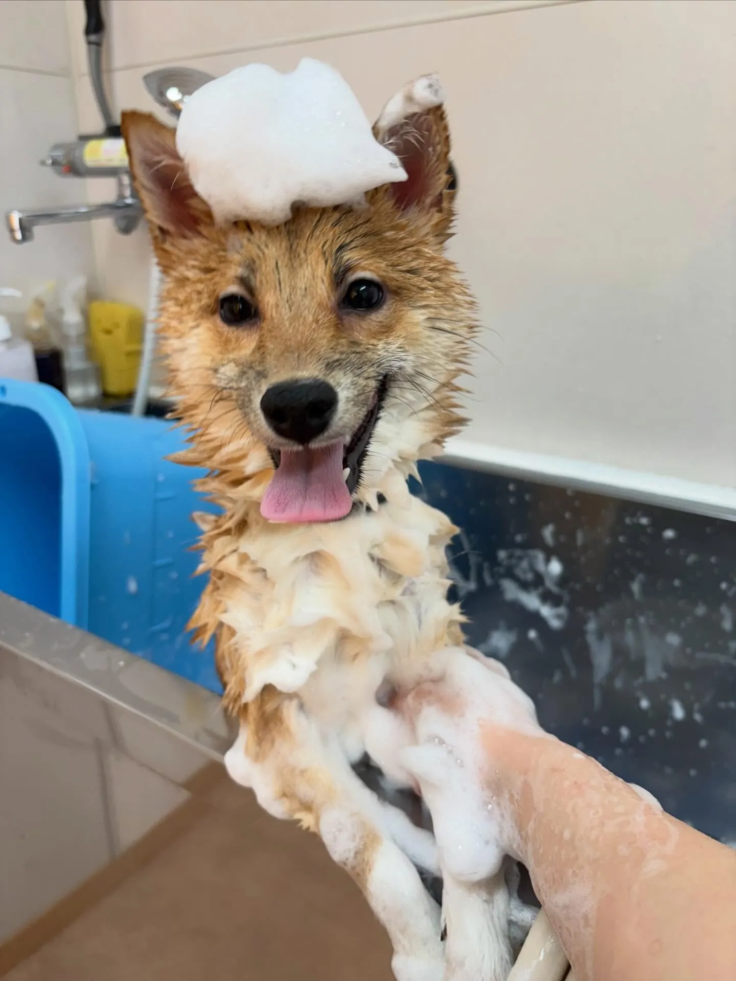 犬のシャンプー🫧