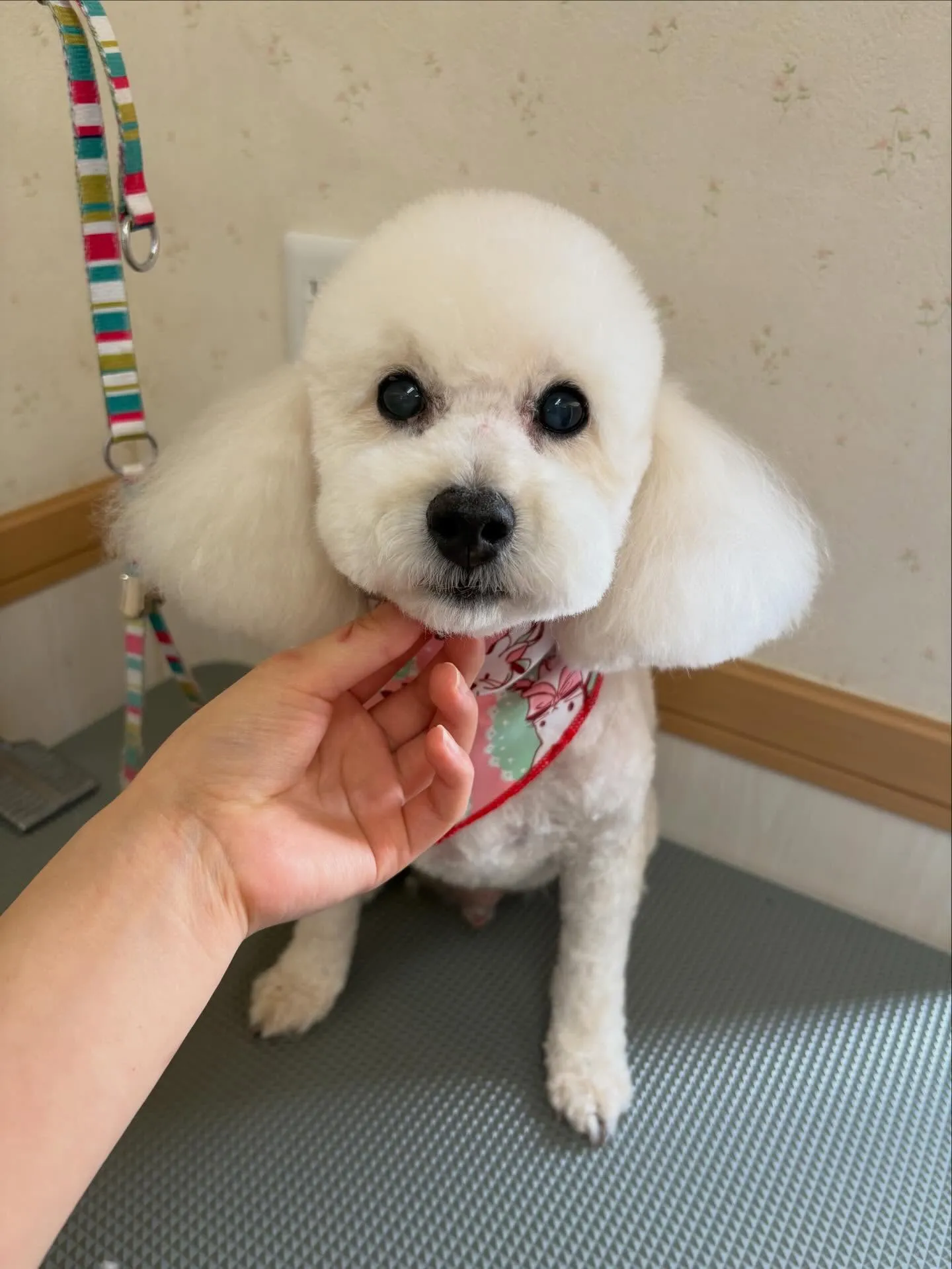 犬のトリミング✂️