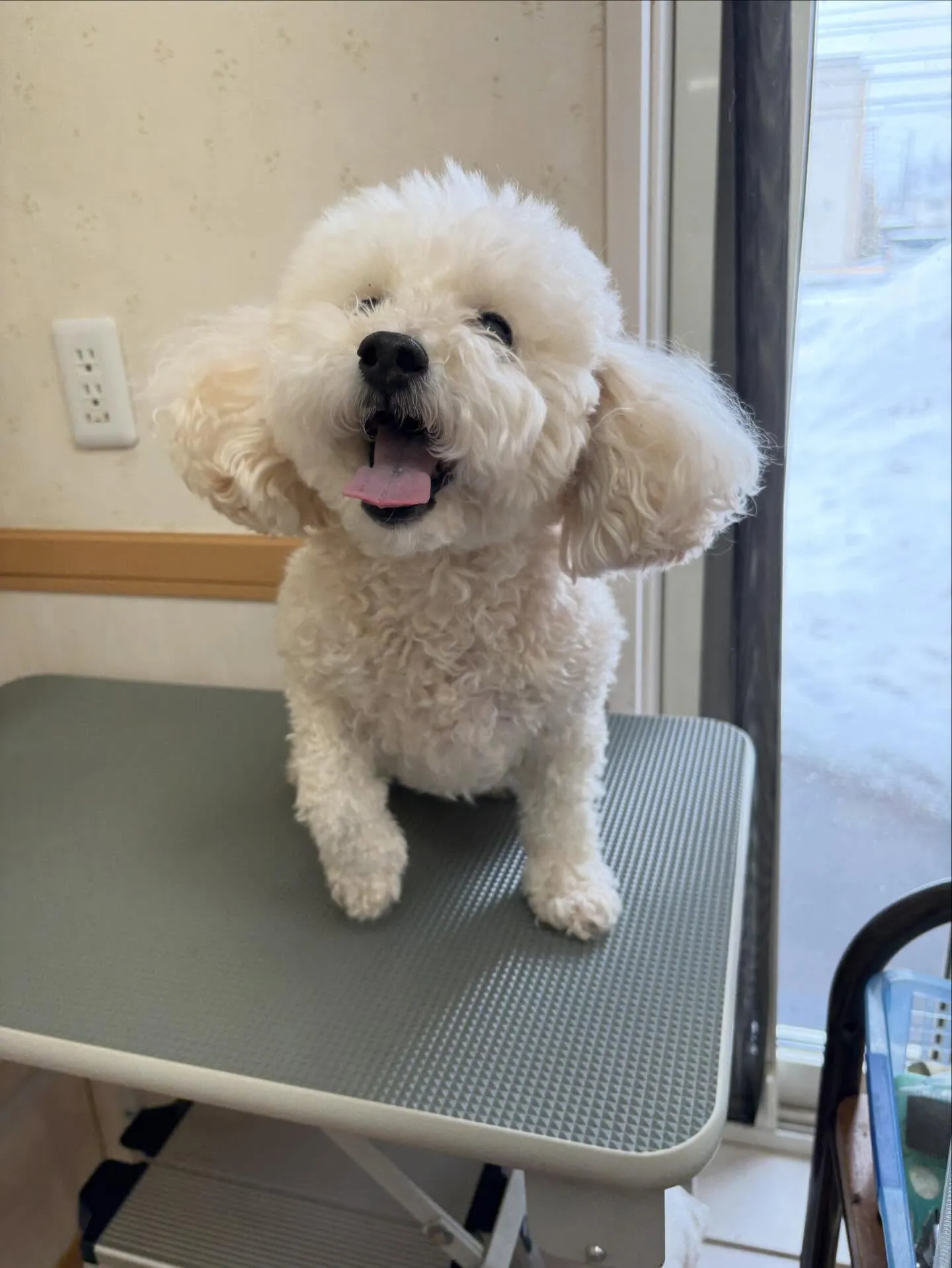 犬のトリミング✂️