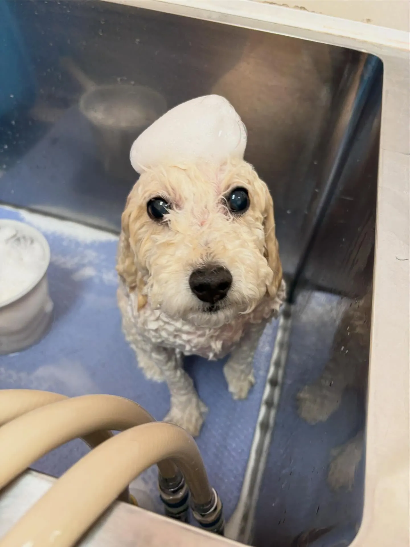 犬のトリミング✂️