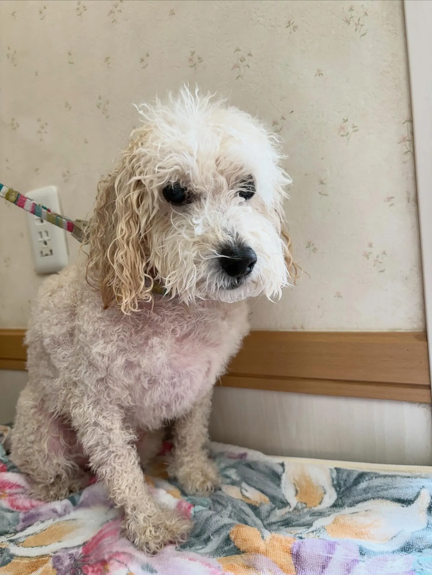 犬のトリミング✂️