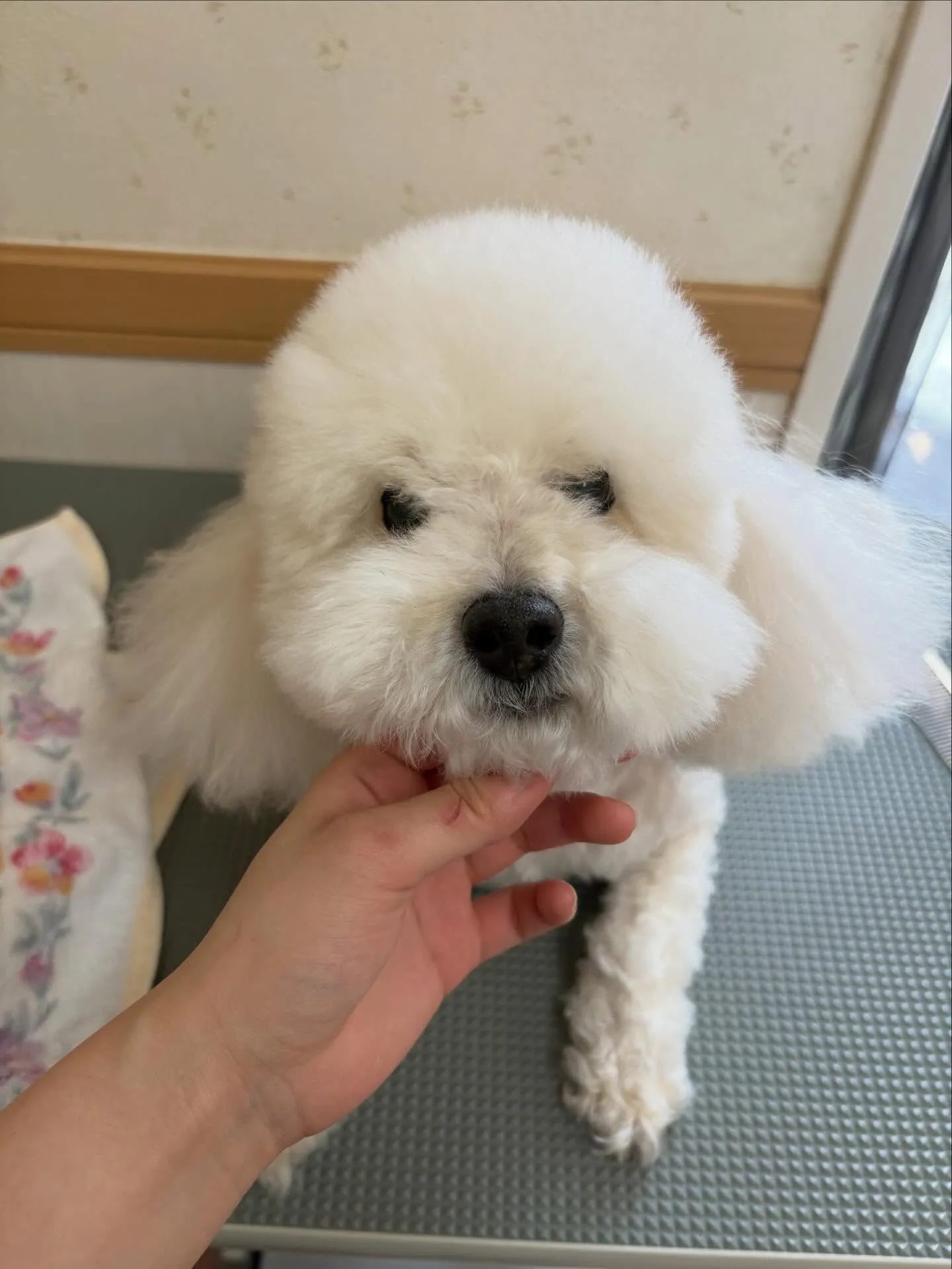 犬のトリミング✂️