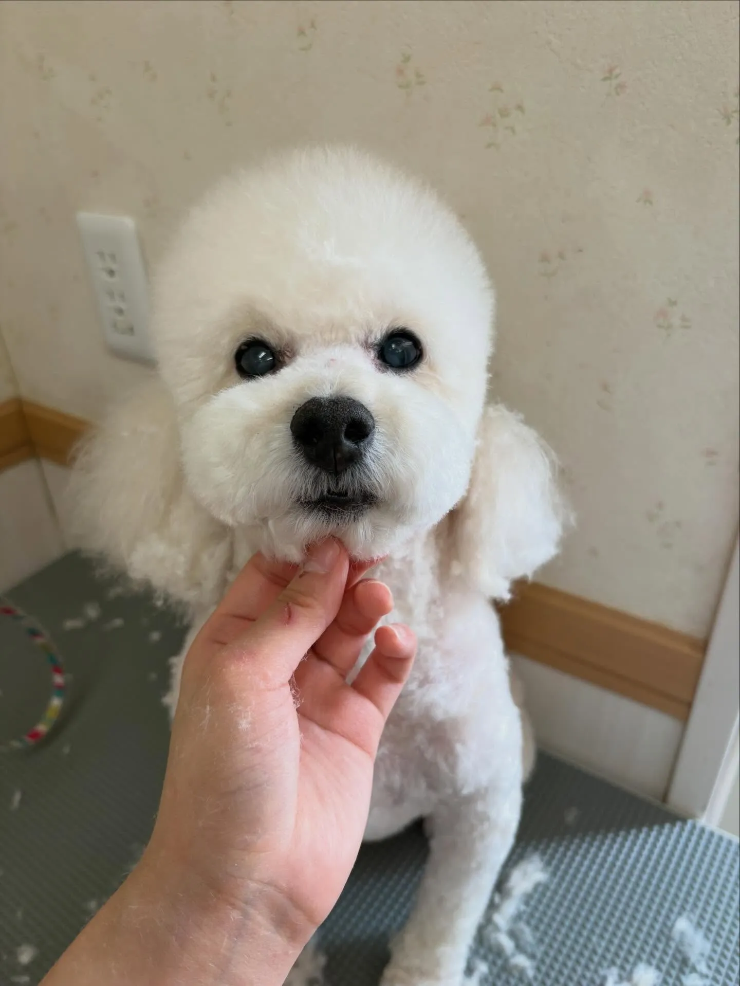 犬のトリミング✂️