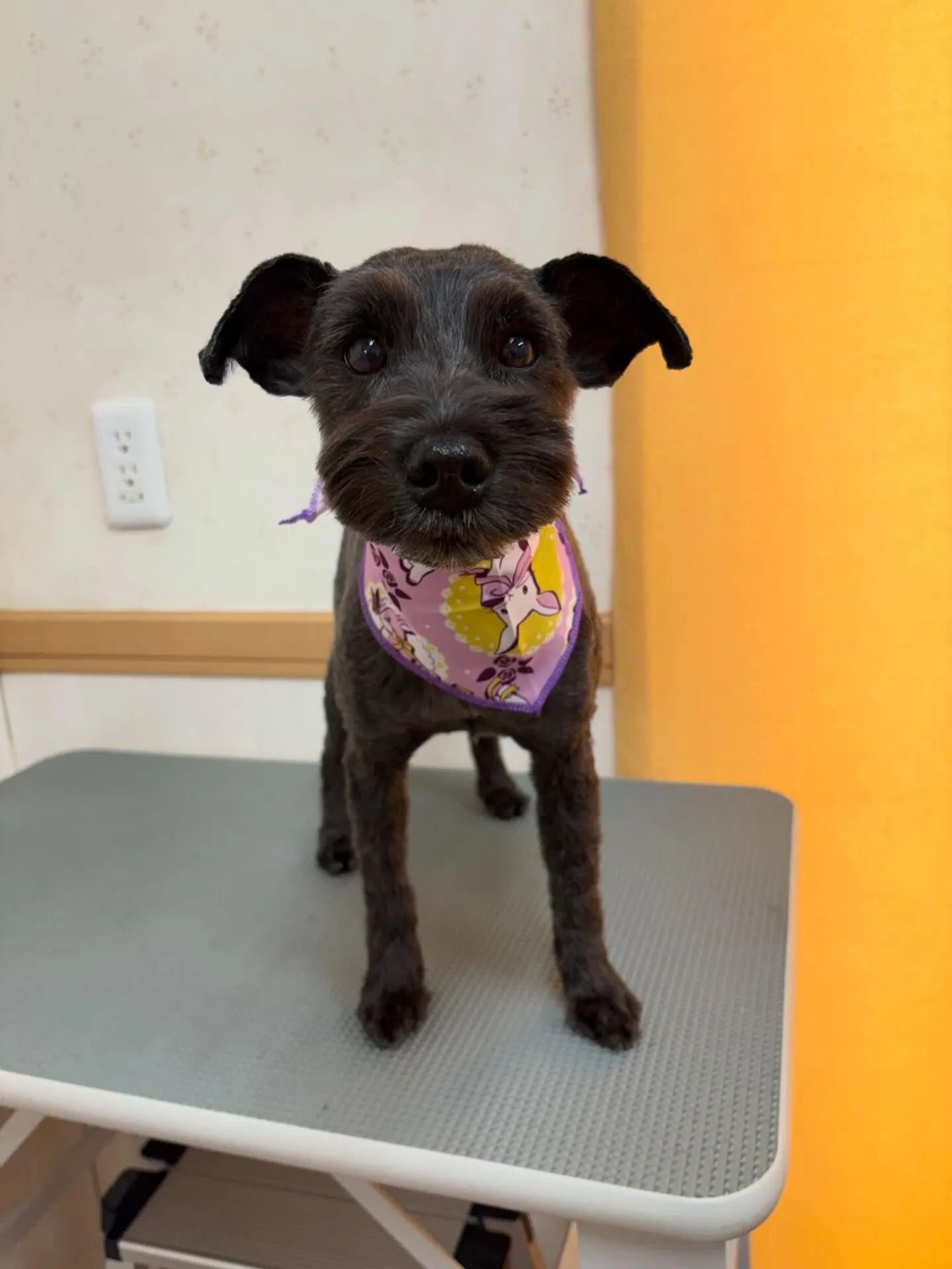 犬のトリミング✂️