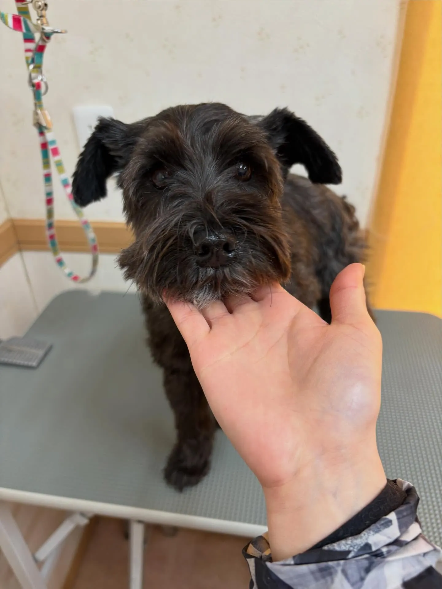 犬のトリミング✂️