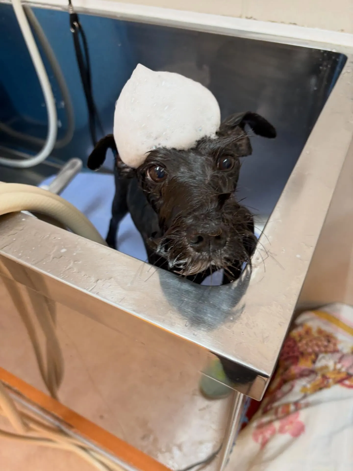 犬のトリミング✂️