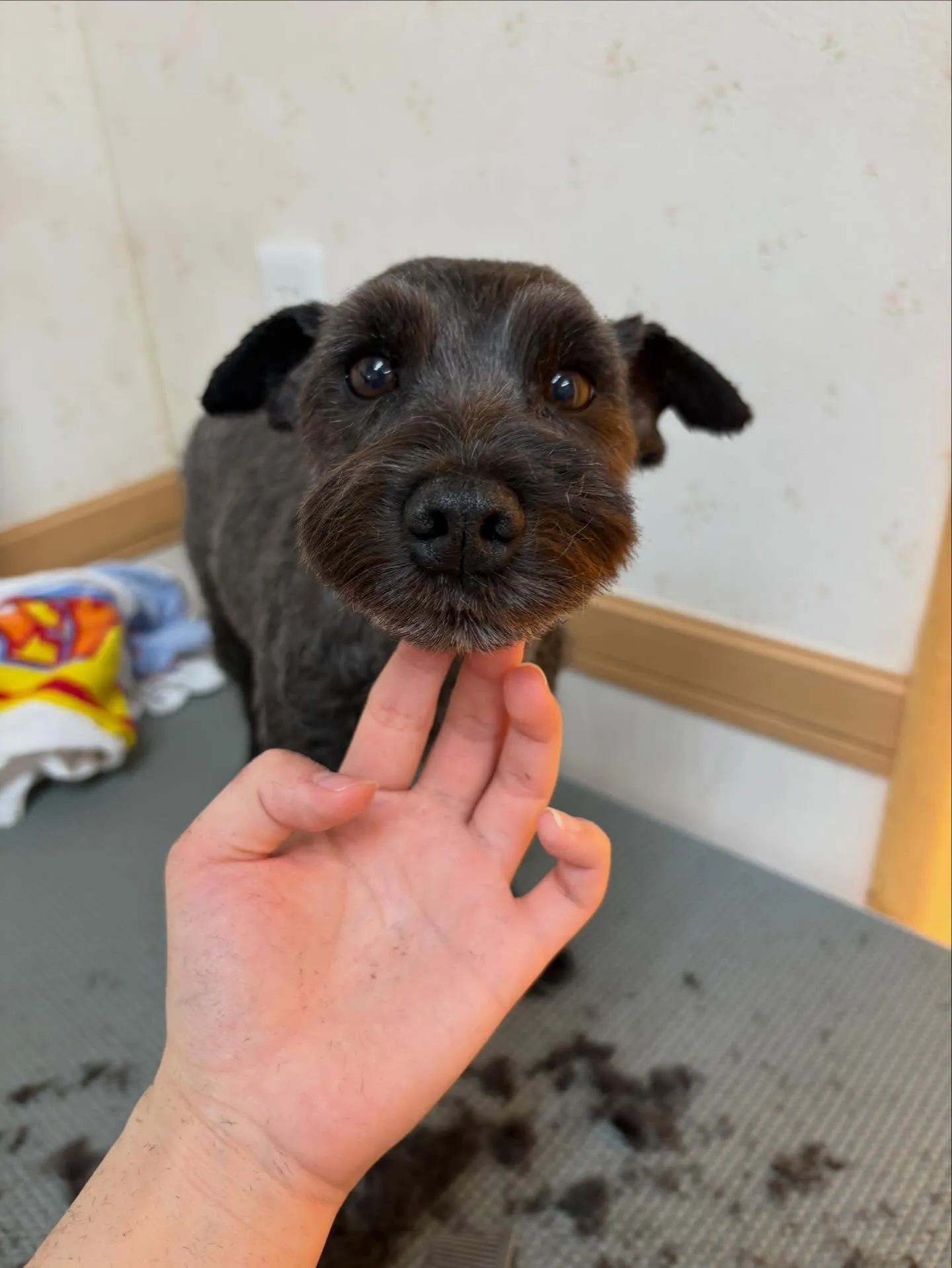 犬のトリミング✂️