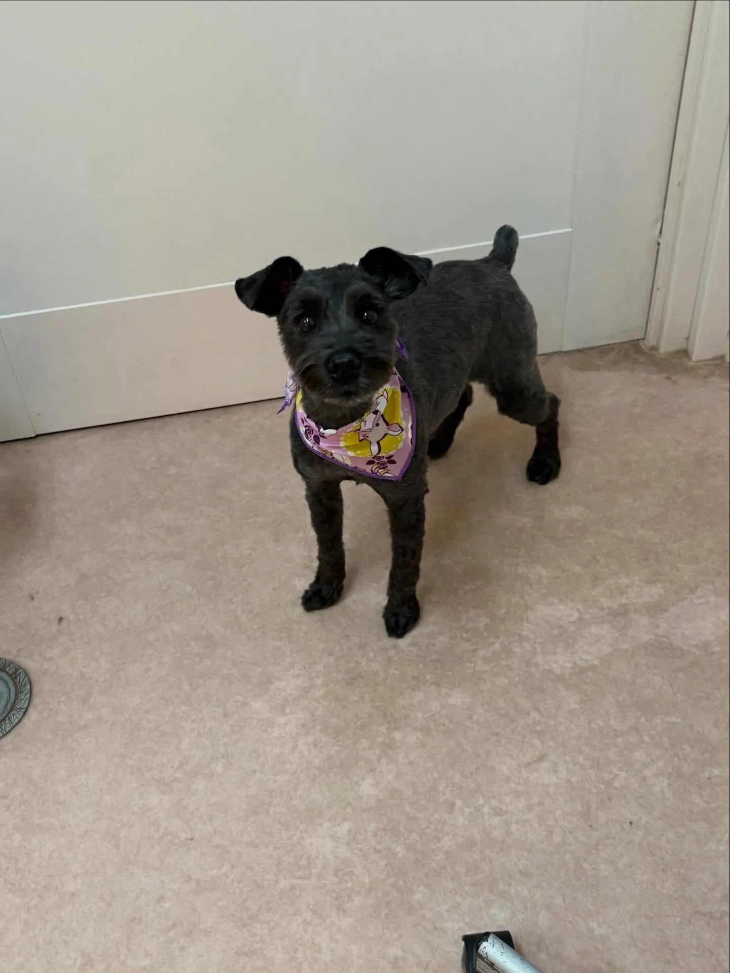 犬のトリミング✂️