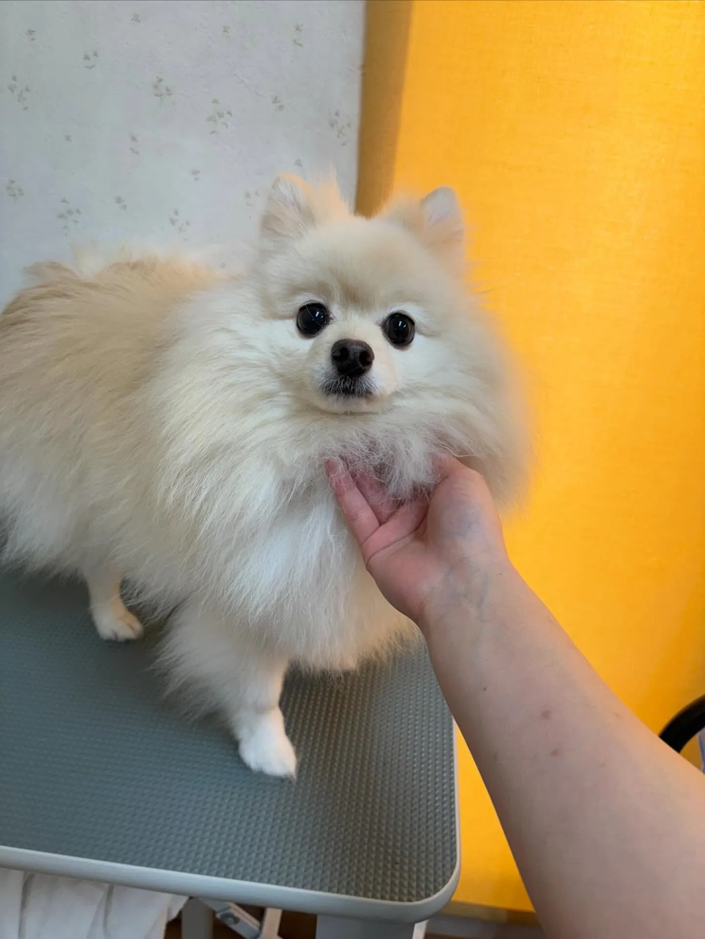 犬のシャンプー🫧