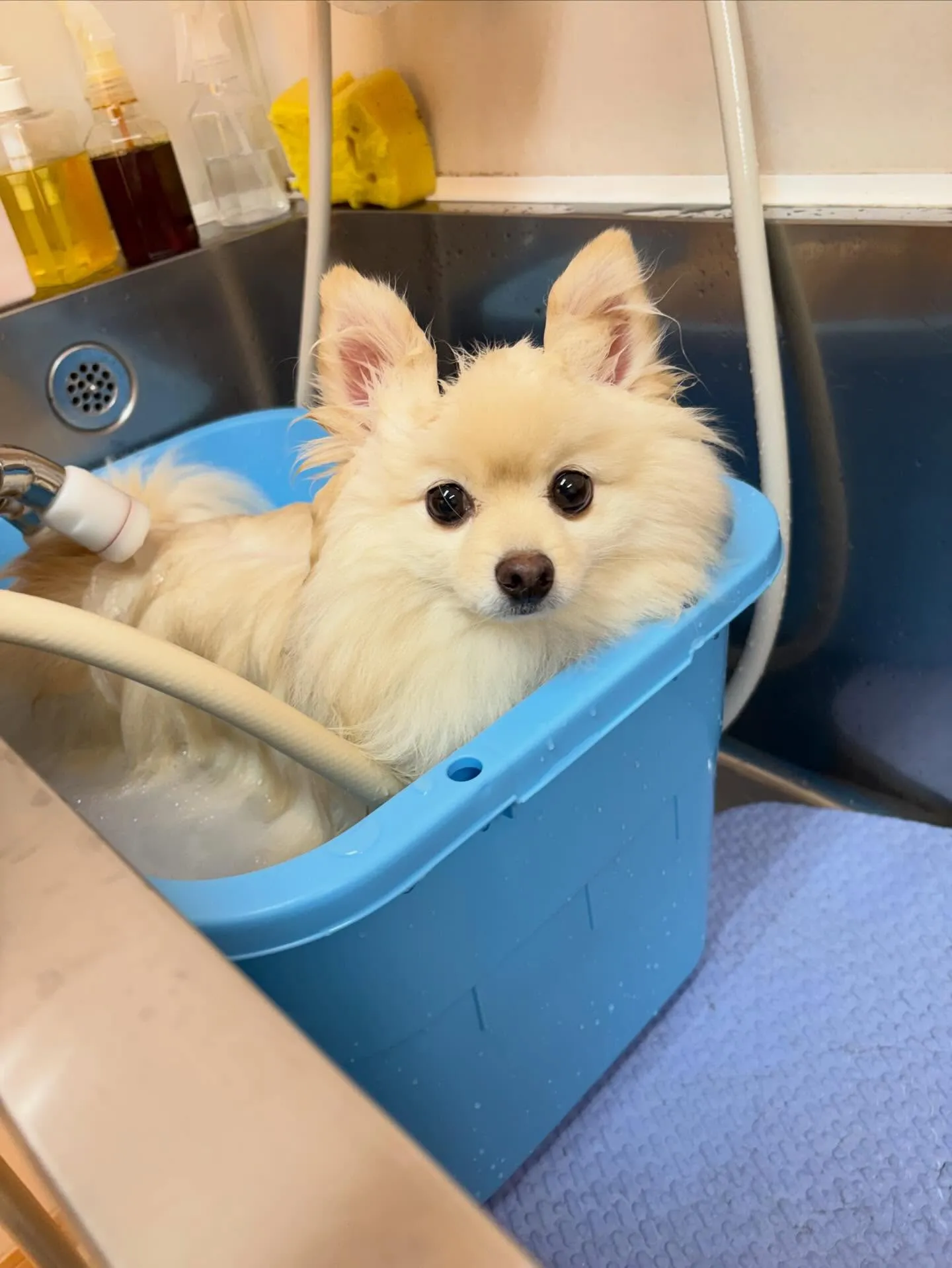 犬のシャンプー🫧