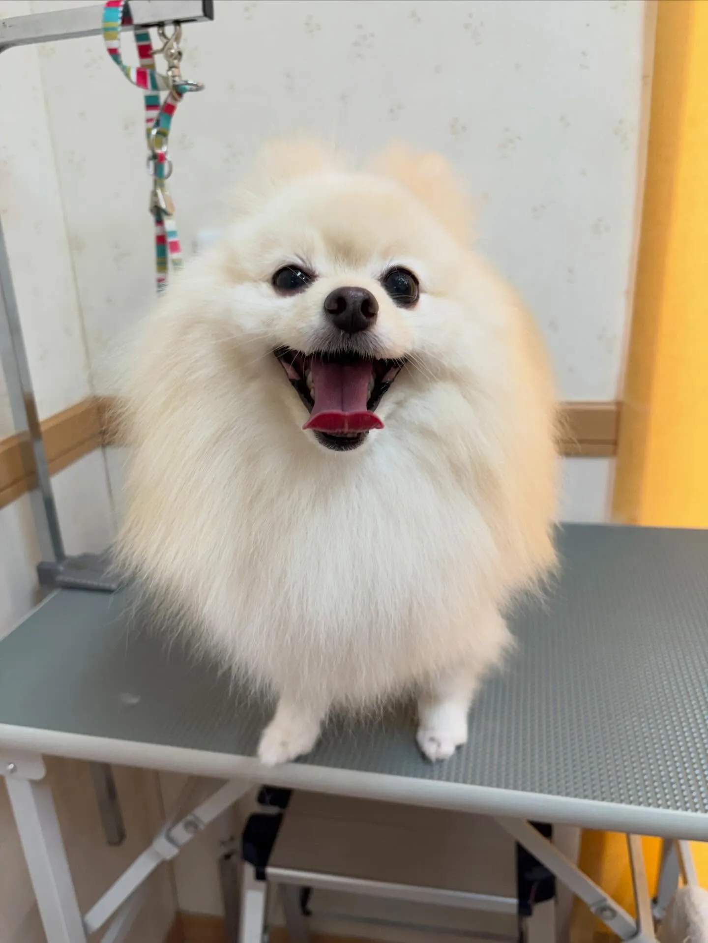 犬のシャンプー🫧