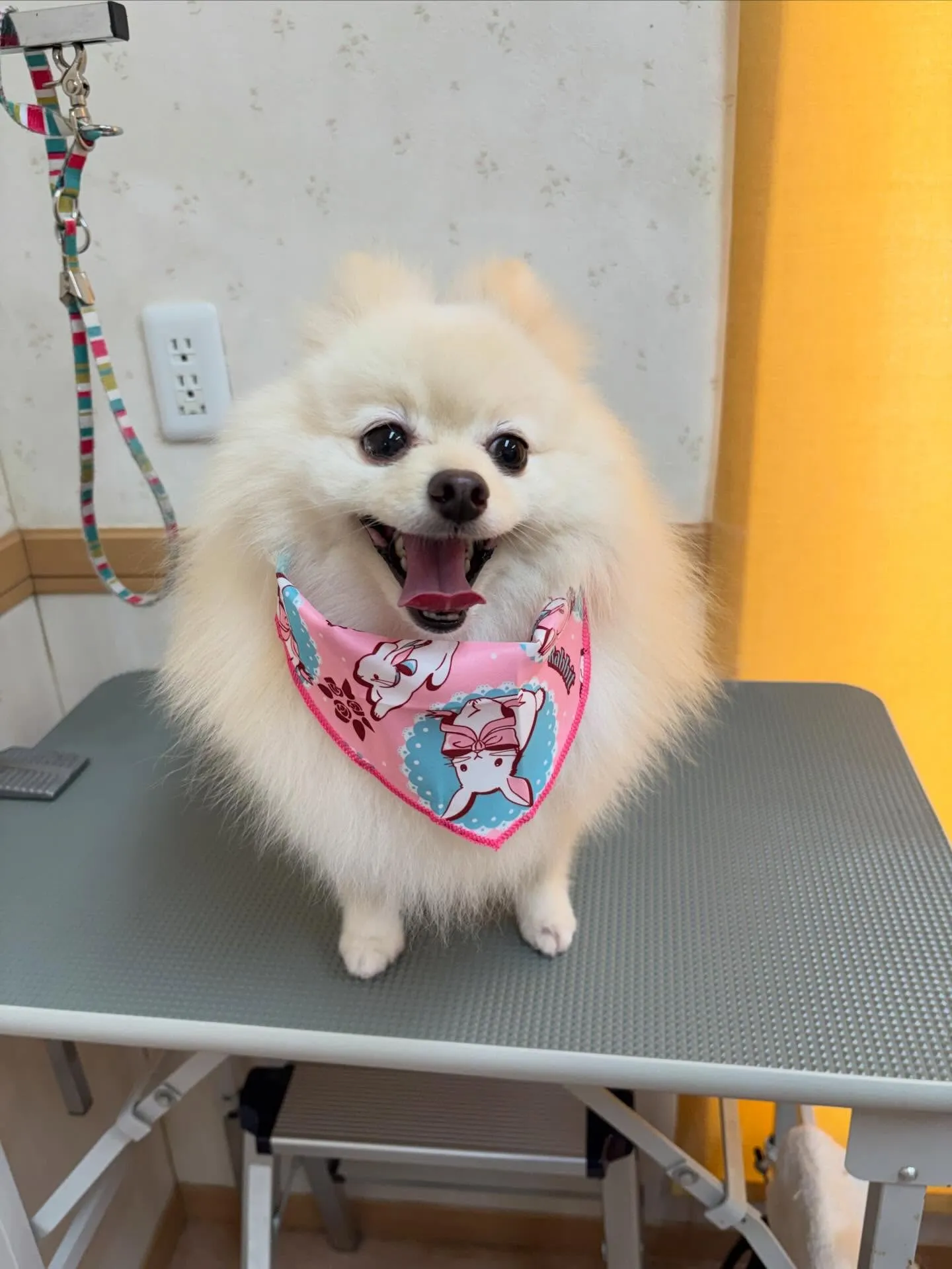 犬のシャンプー🫧