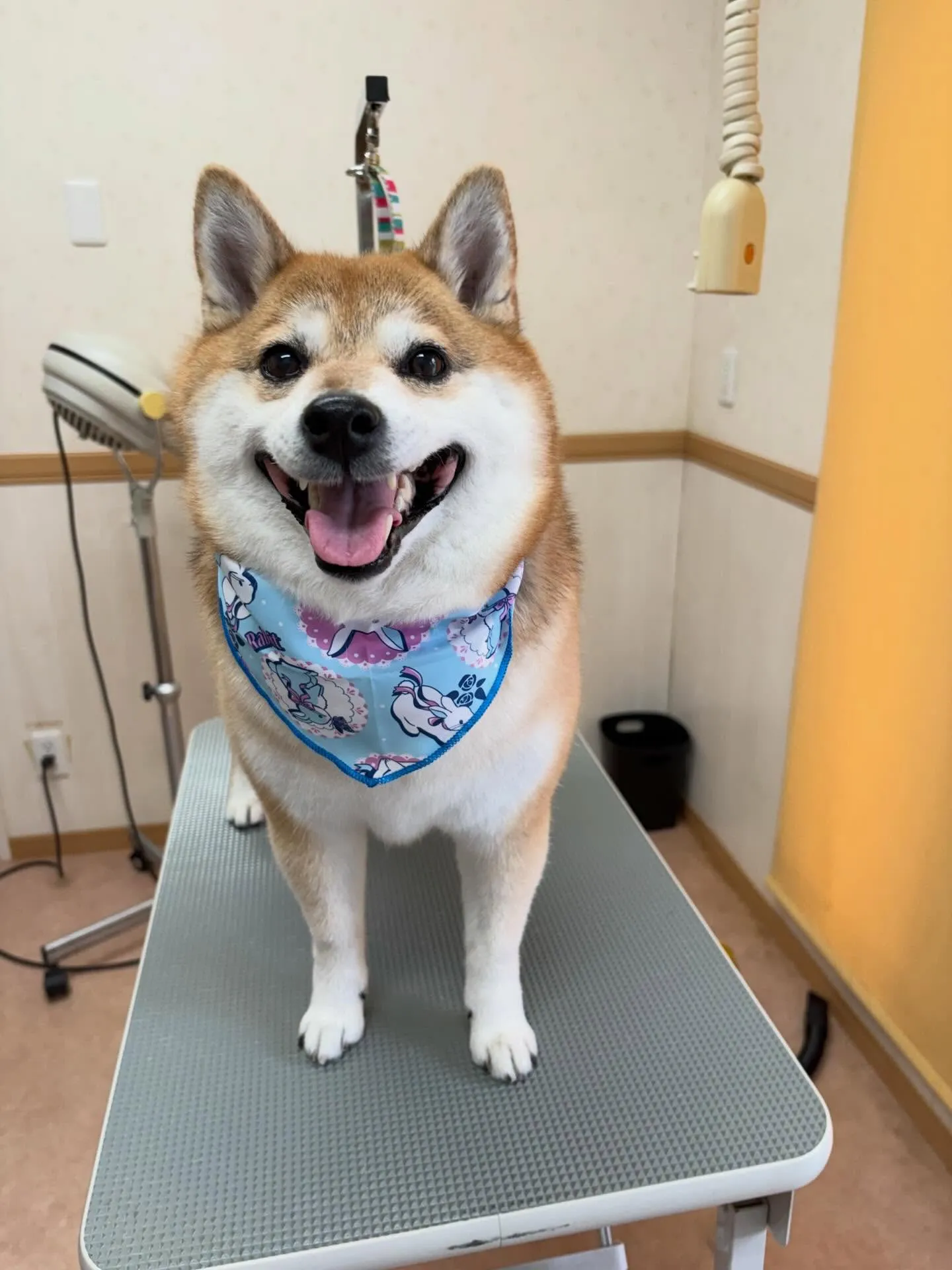 犬のシャンプー🫧