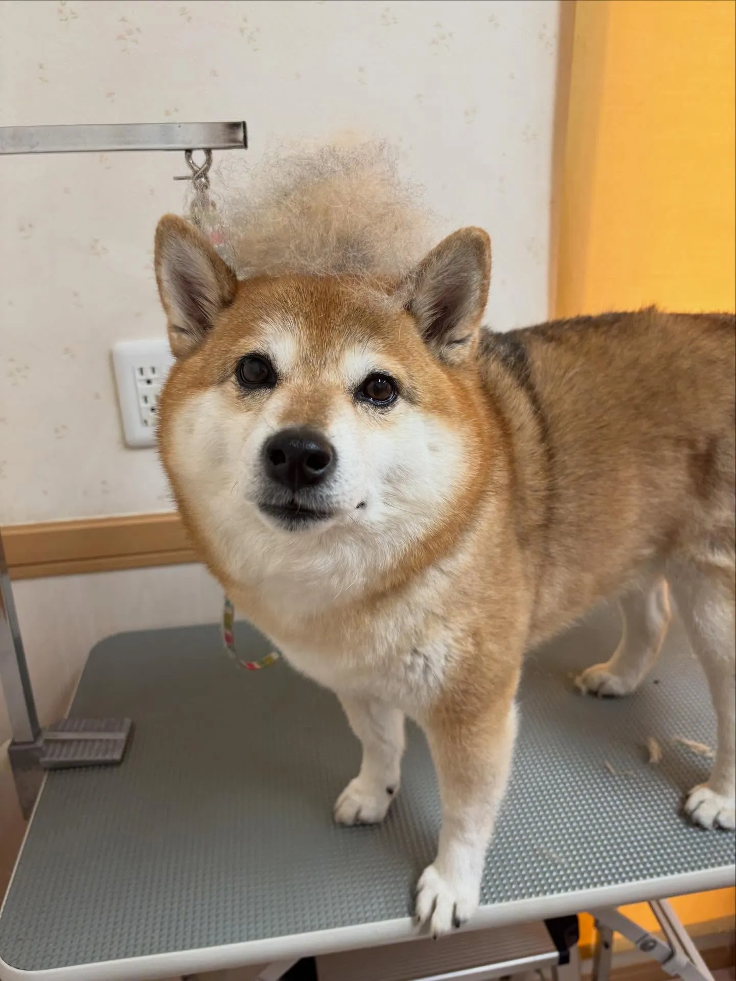 犬のシャンプー🫧