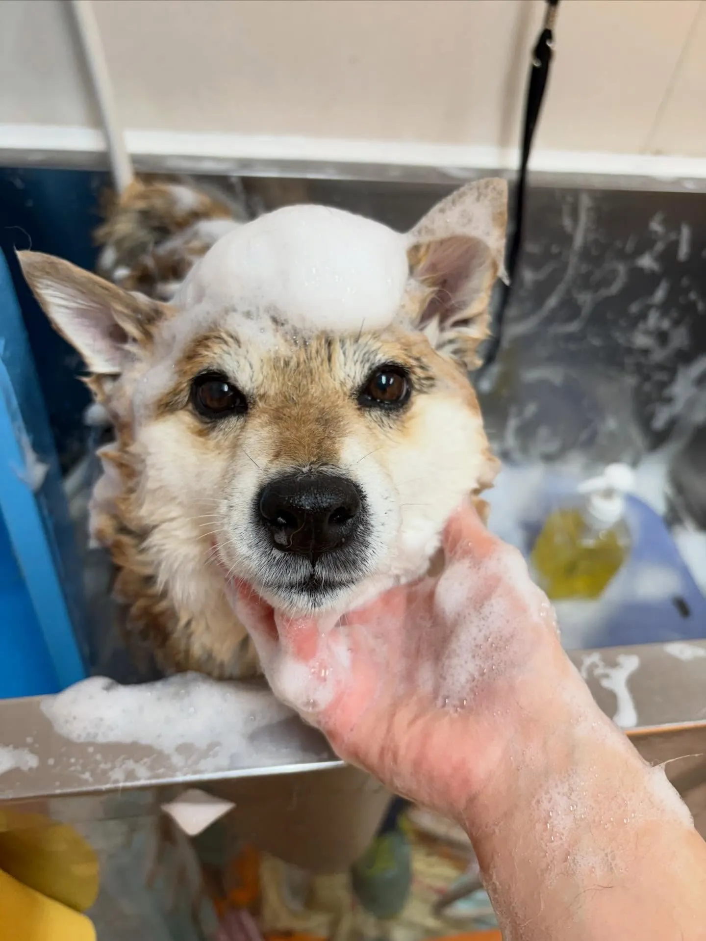 犬のシャンプー🫧