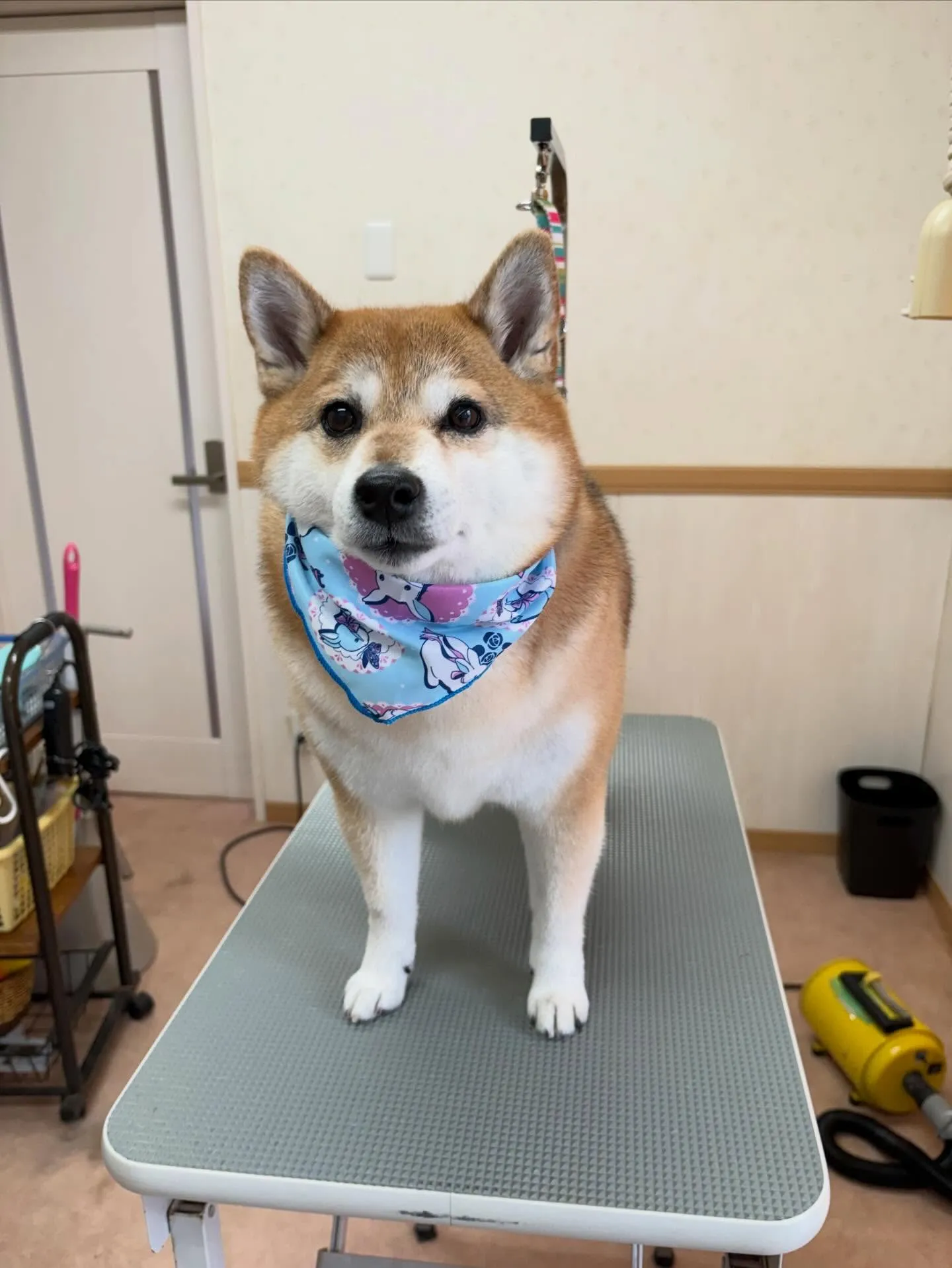 犬のシャンプー🫧