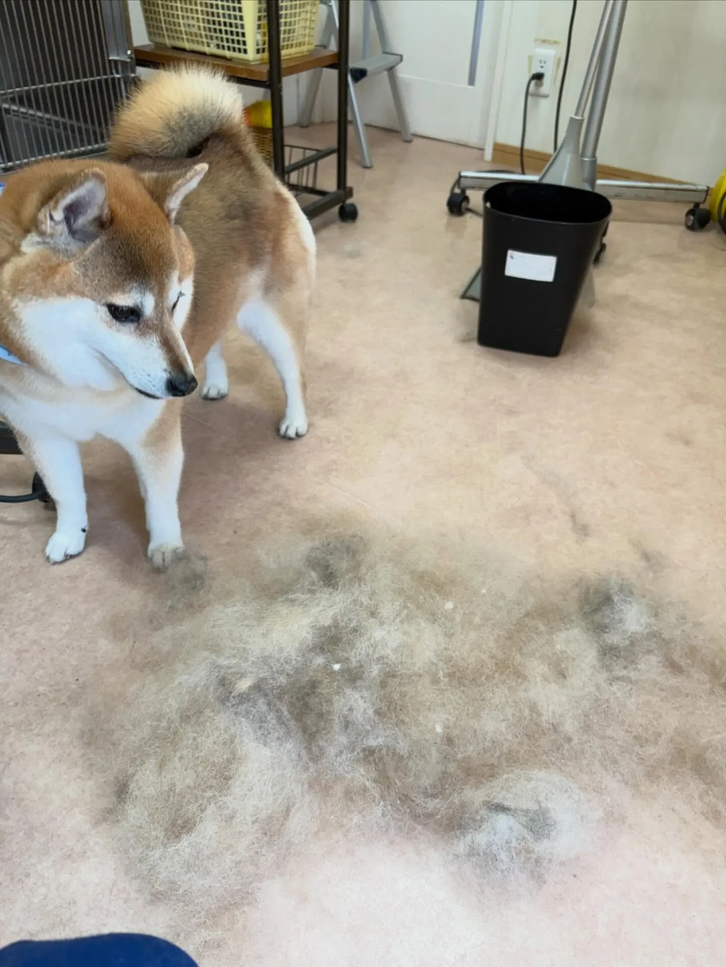 犬のシャンプー🫧