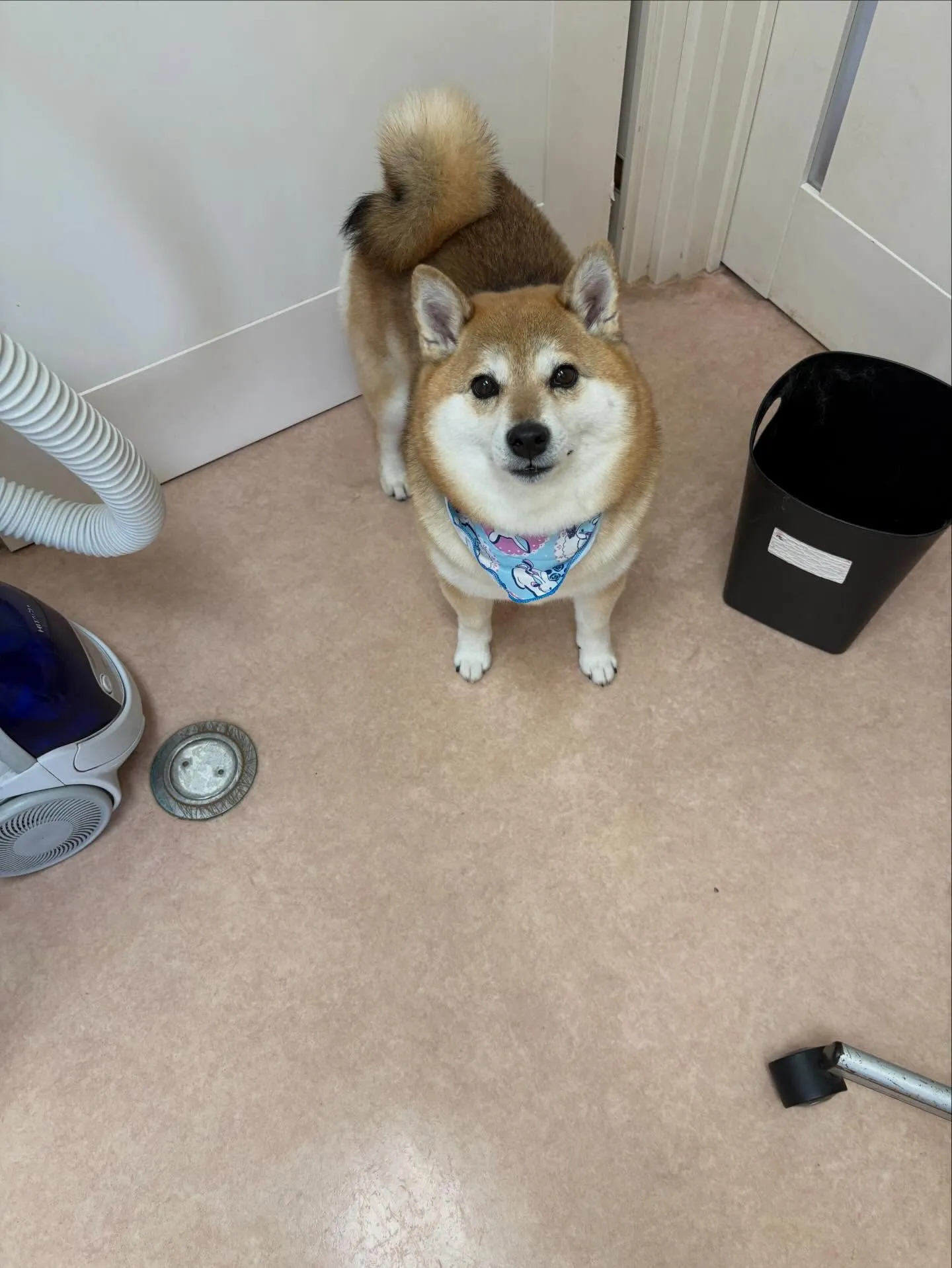 犬のシャンプー🫧