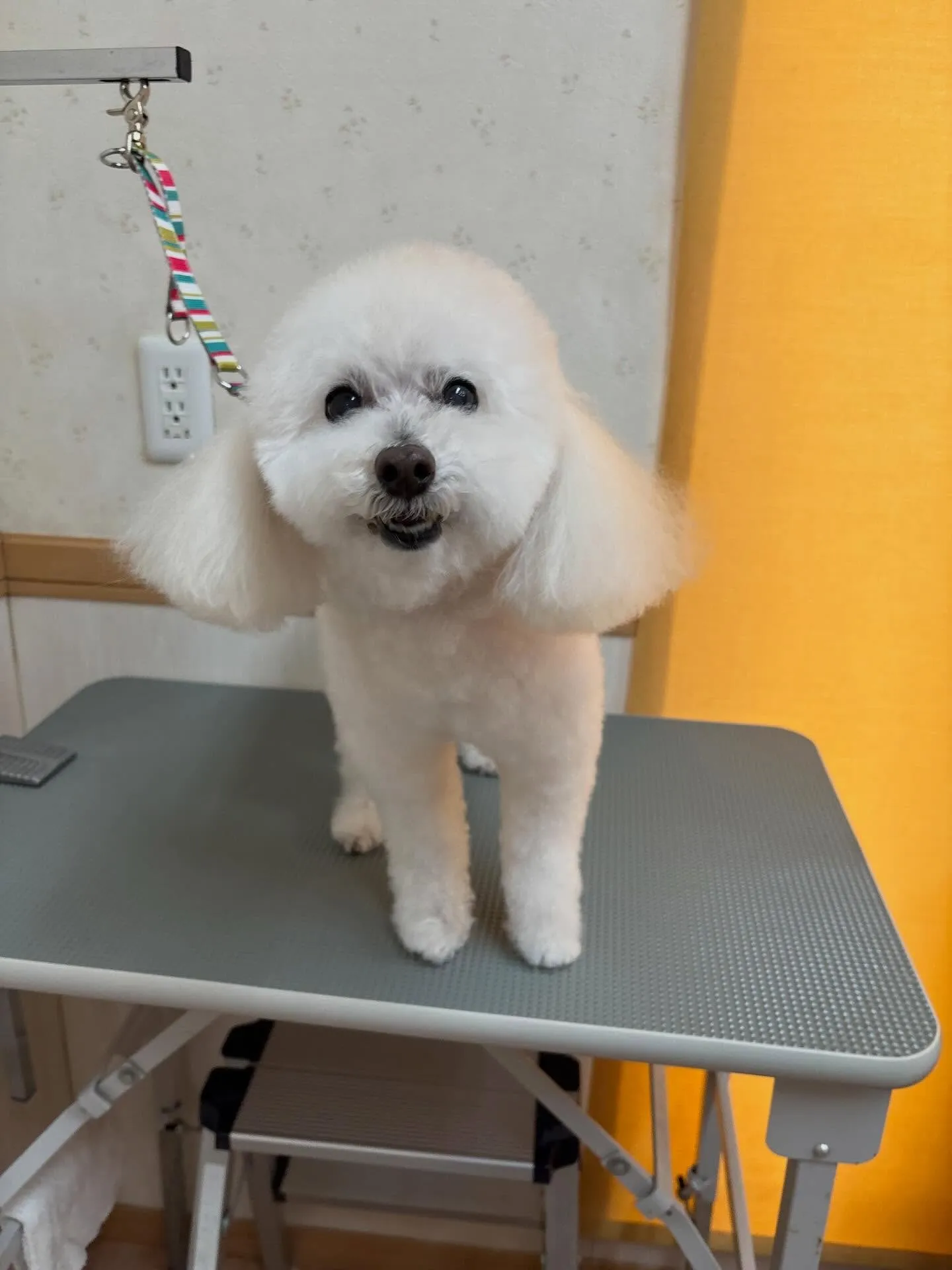 犬のシャンプー🫧