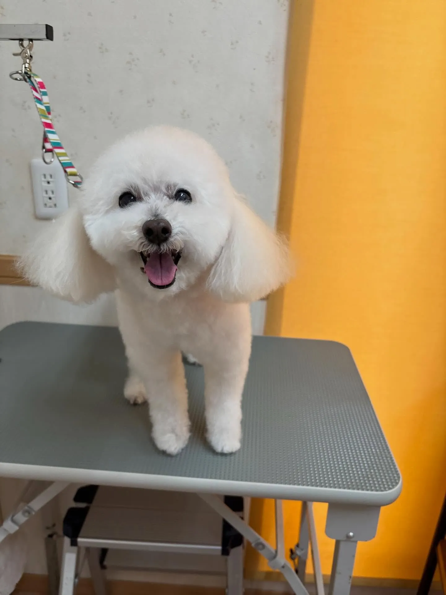 犬のシャンプー🫧