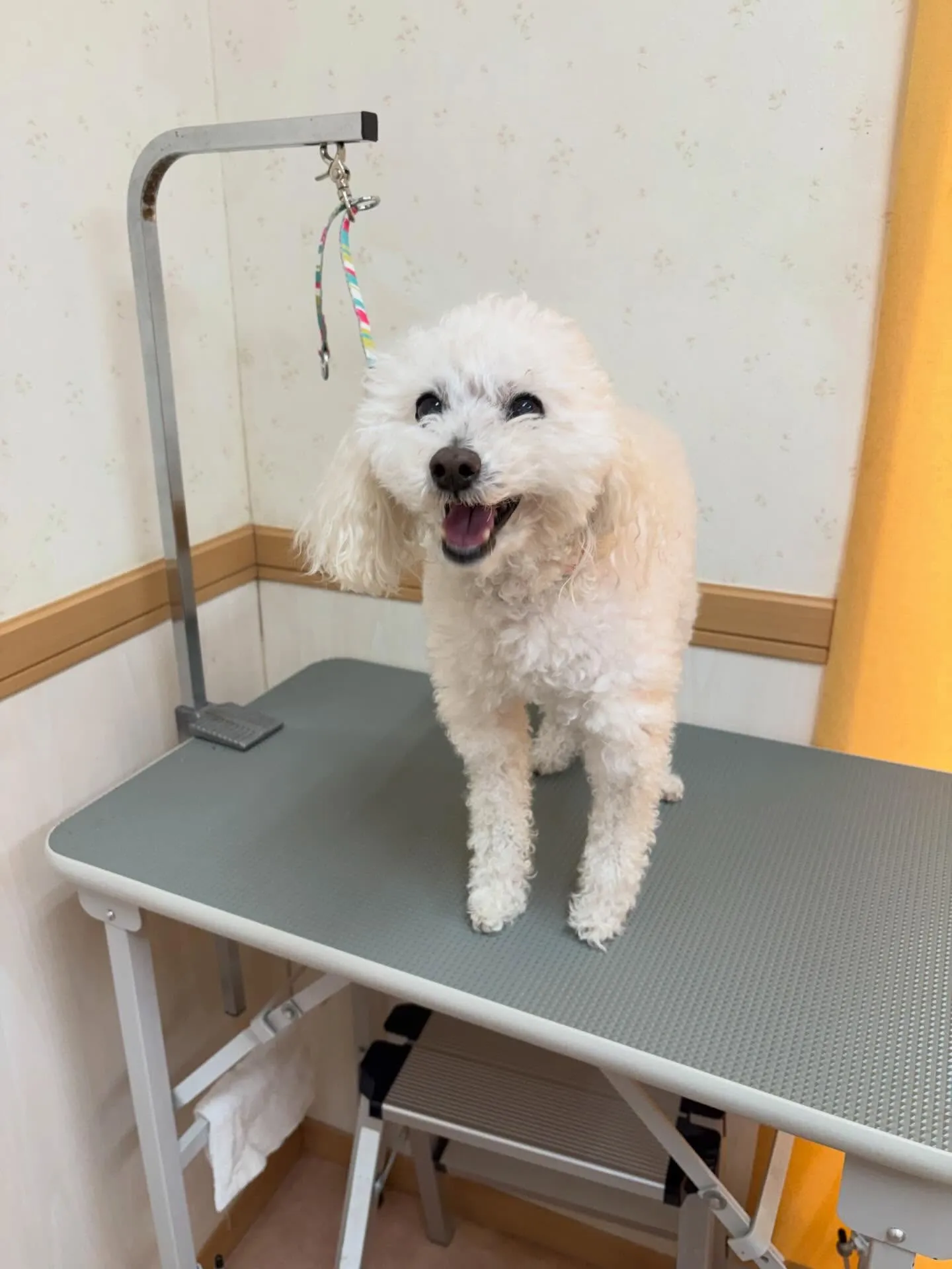 犬のシャンプー🫧