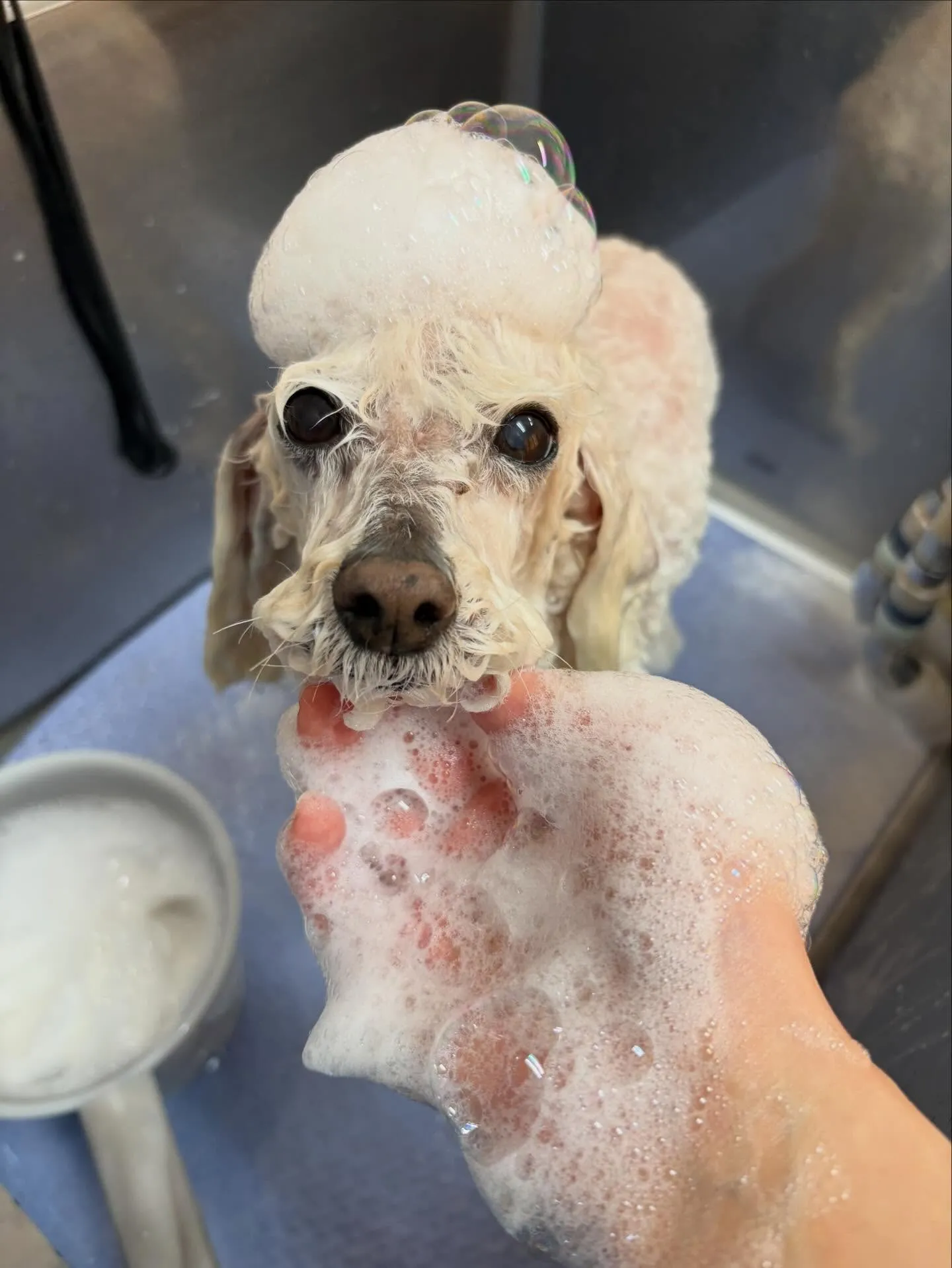 犬のシャンプー🫧