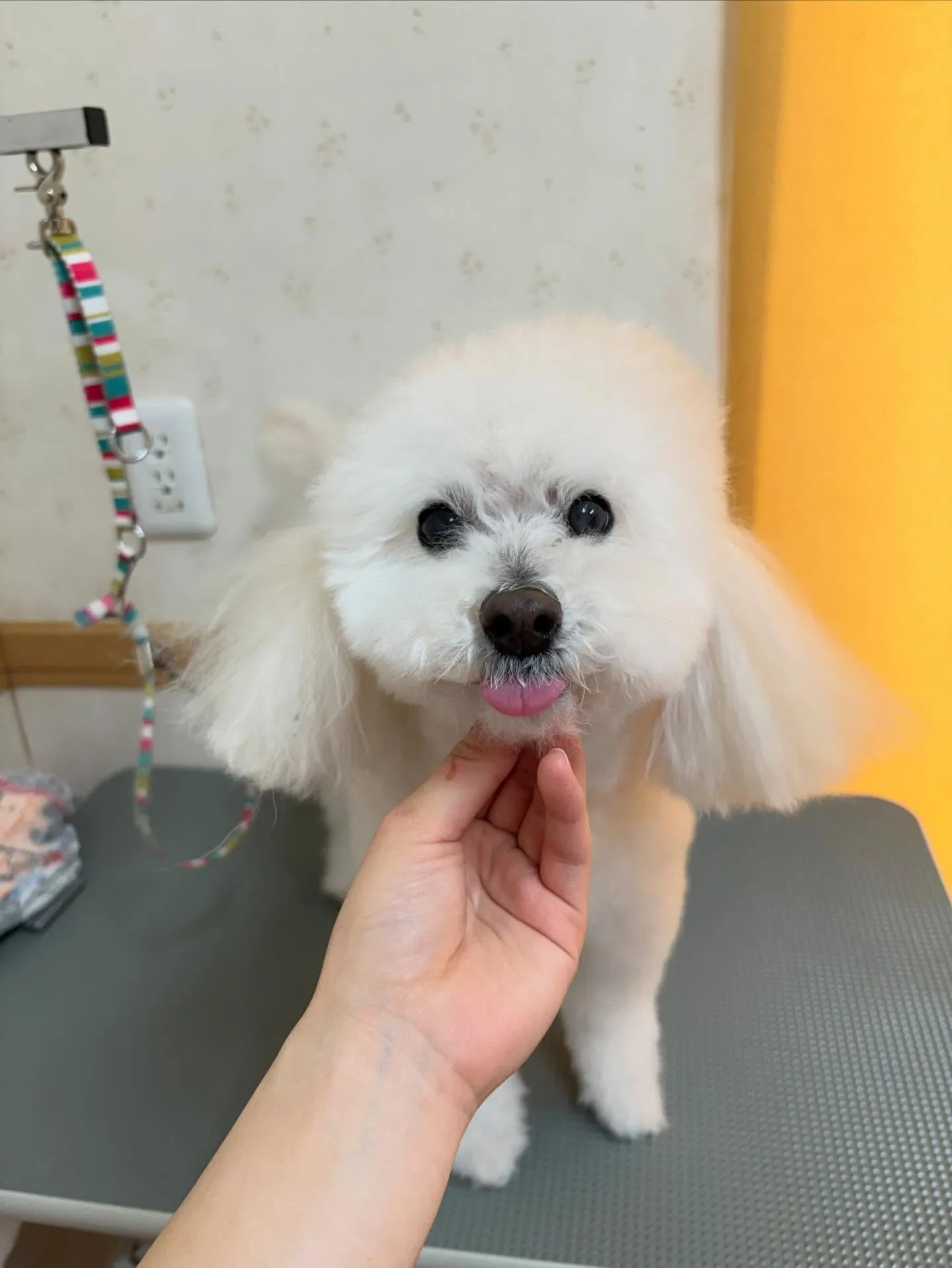 犬のシャンプー🫧