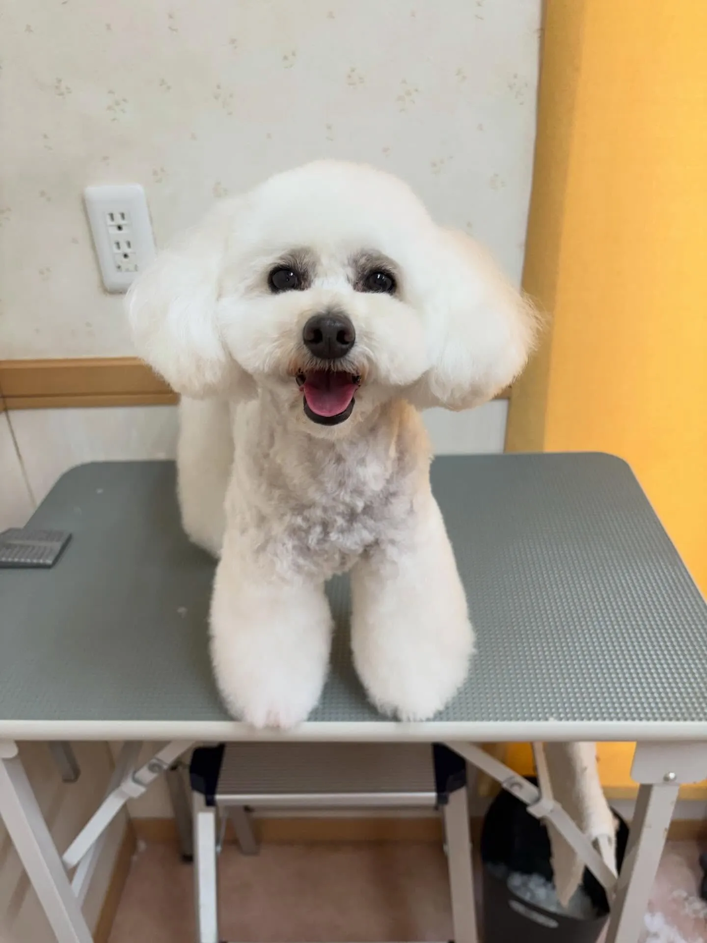 犬のトリミング✂️
