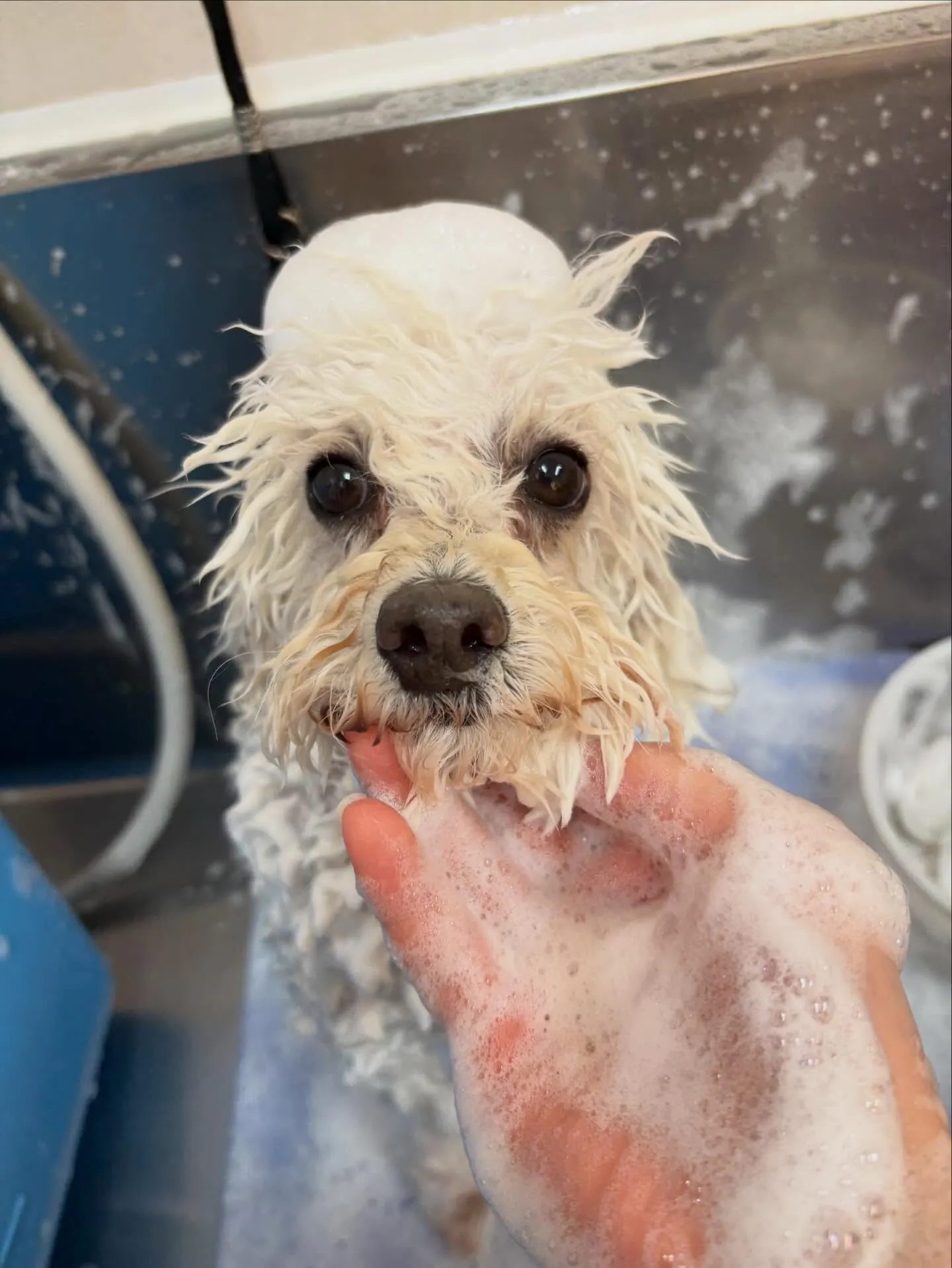 犬のトリミング✂️