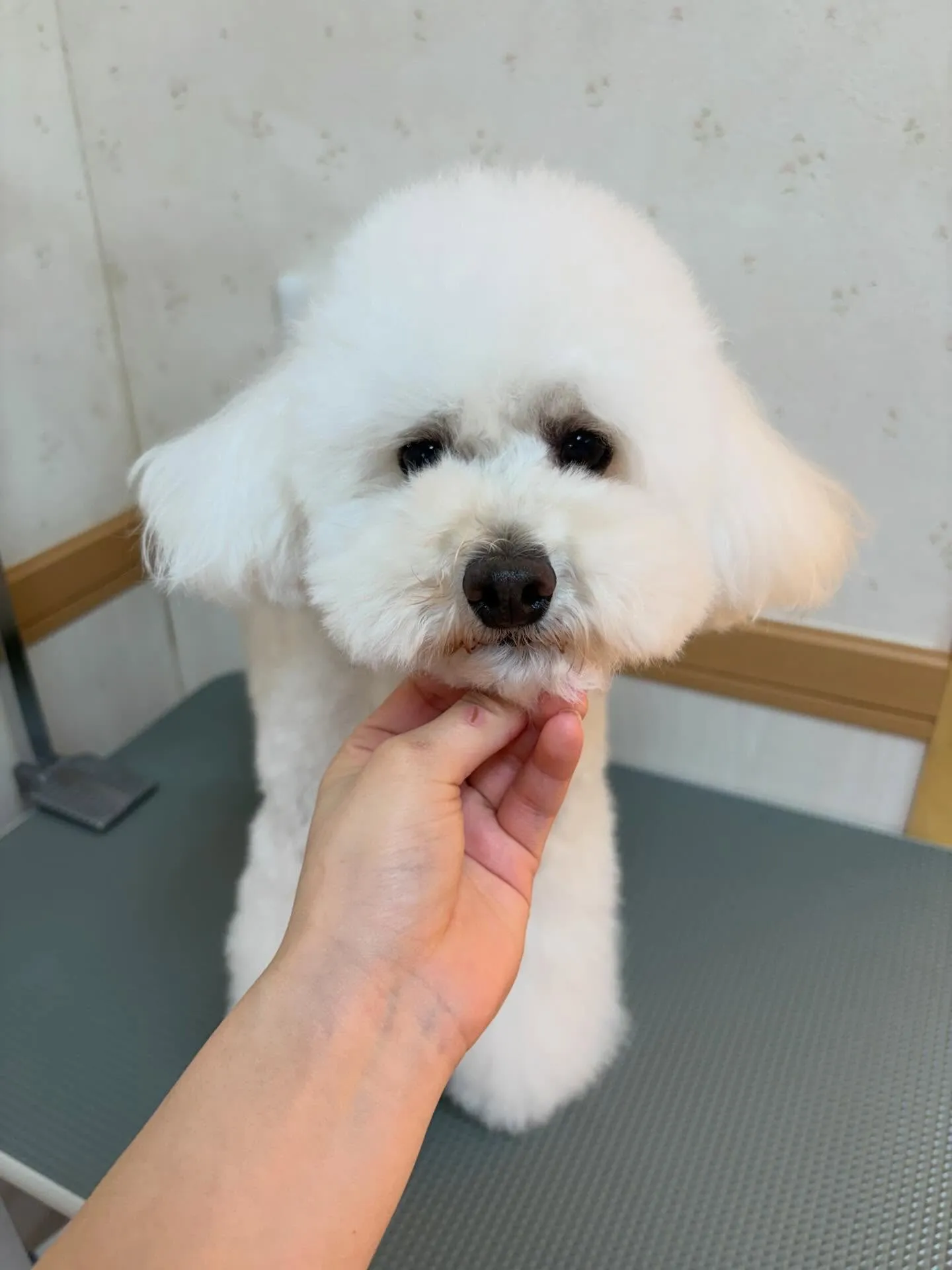 犬のトリミング✂️