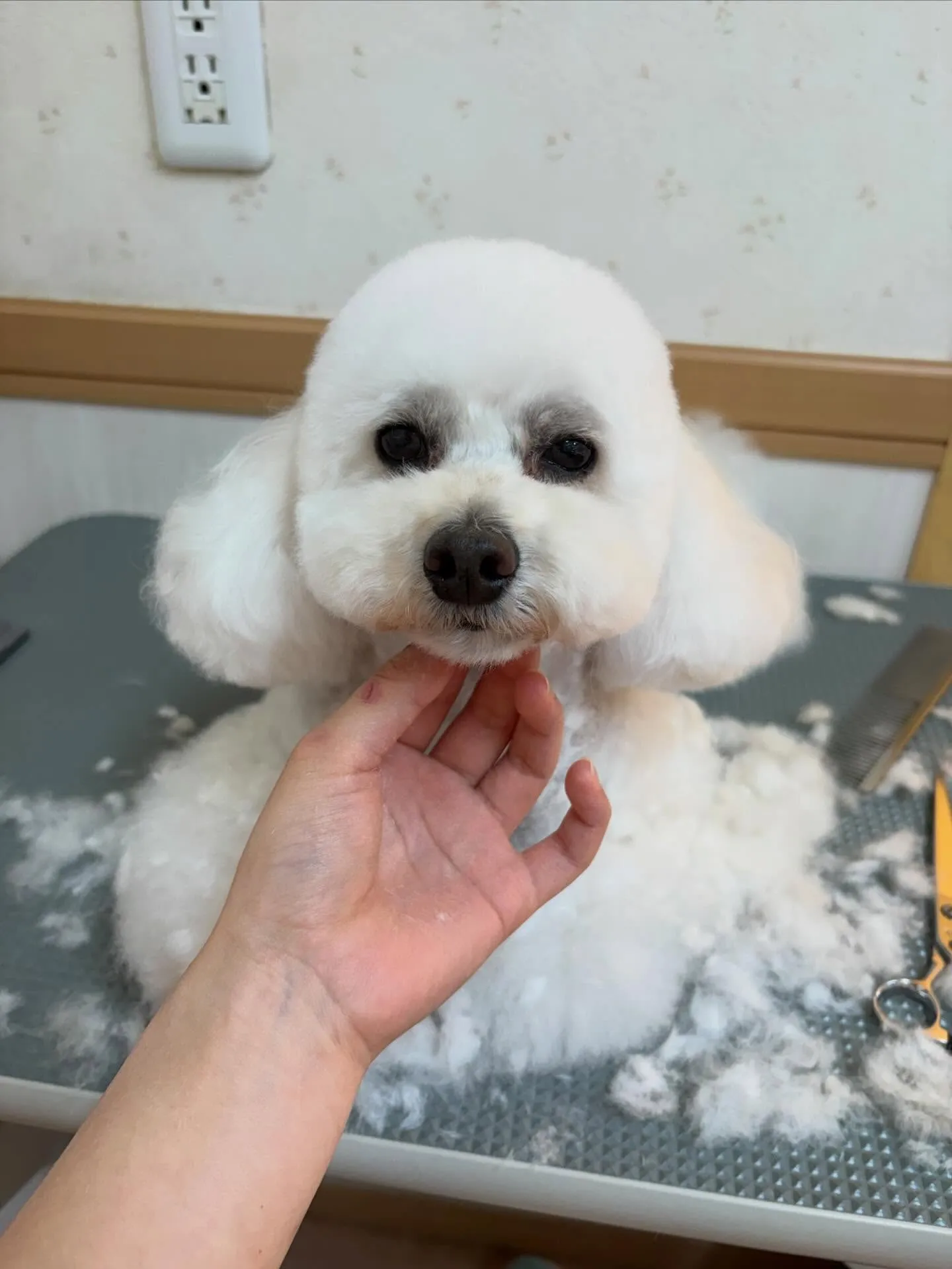 犬のトリミング✂️