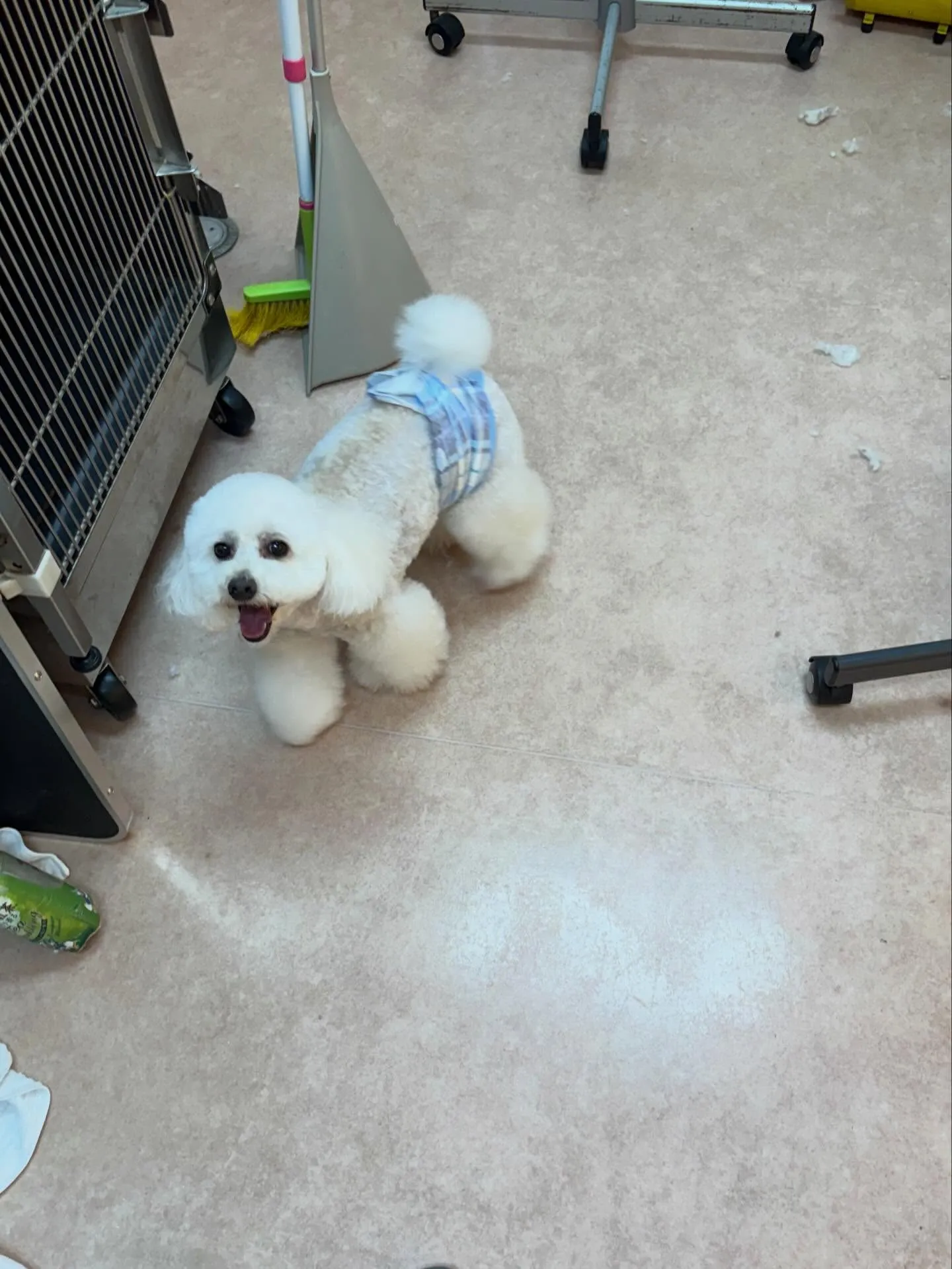 犬のトリミング✂️