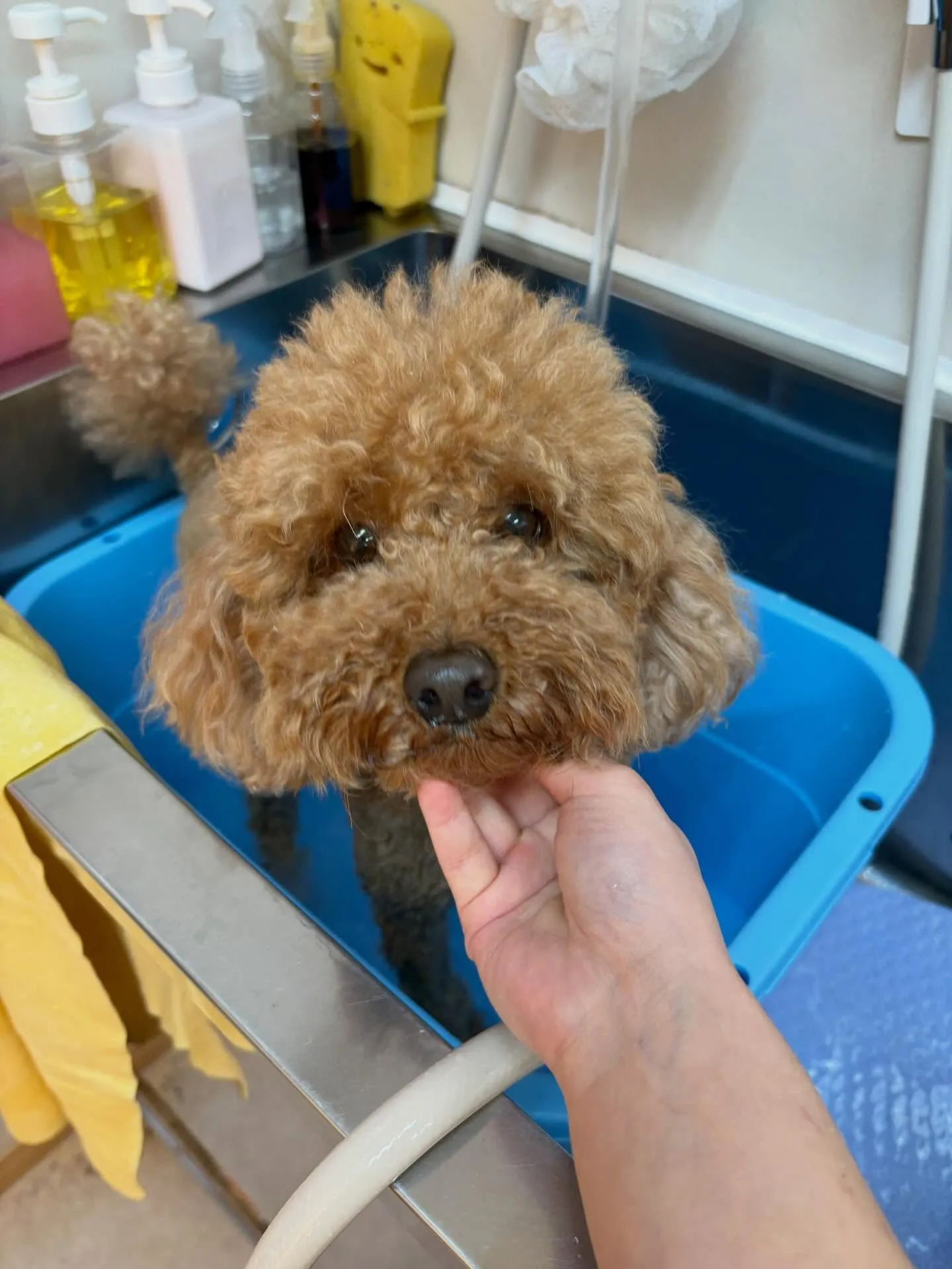 犬のトリミング✂️