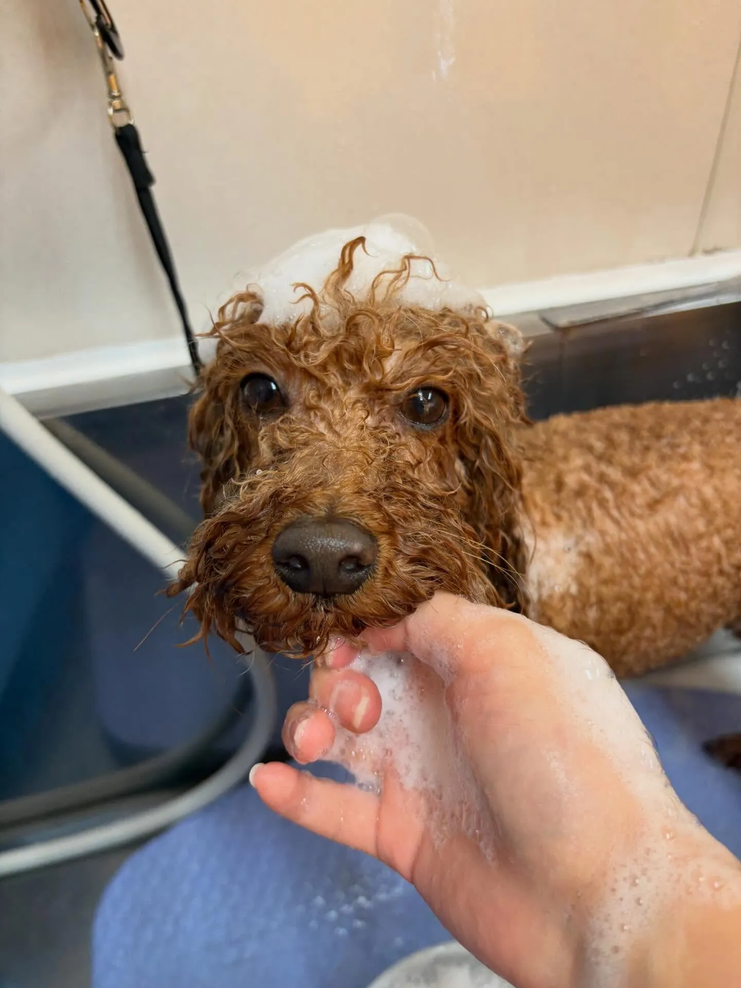 犬のトリミング✂️