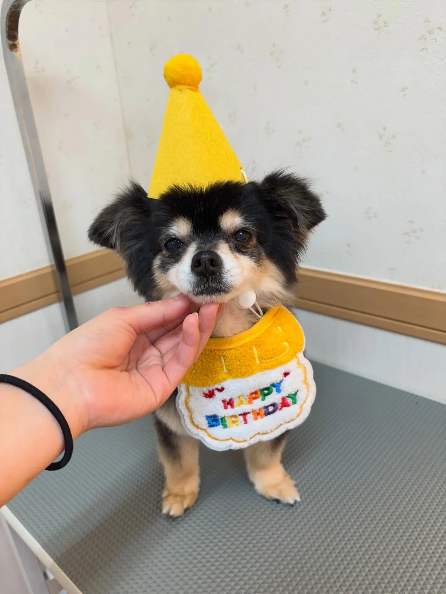 犬のトリミング✂️