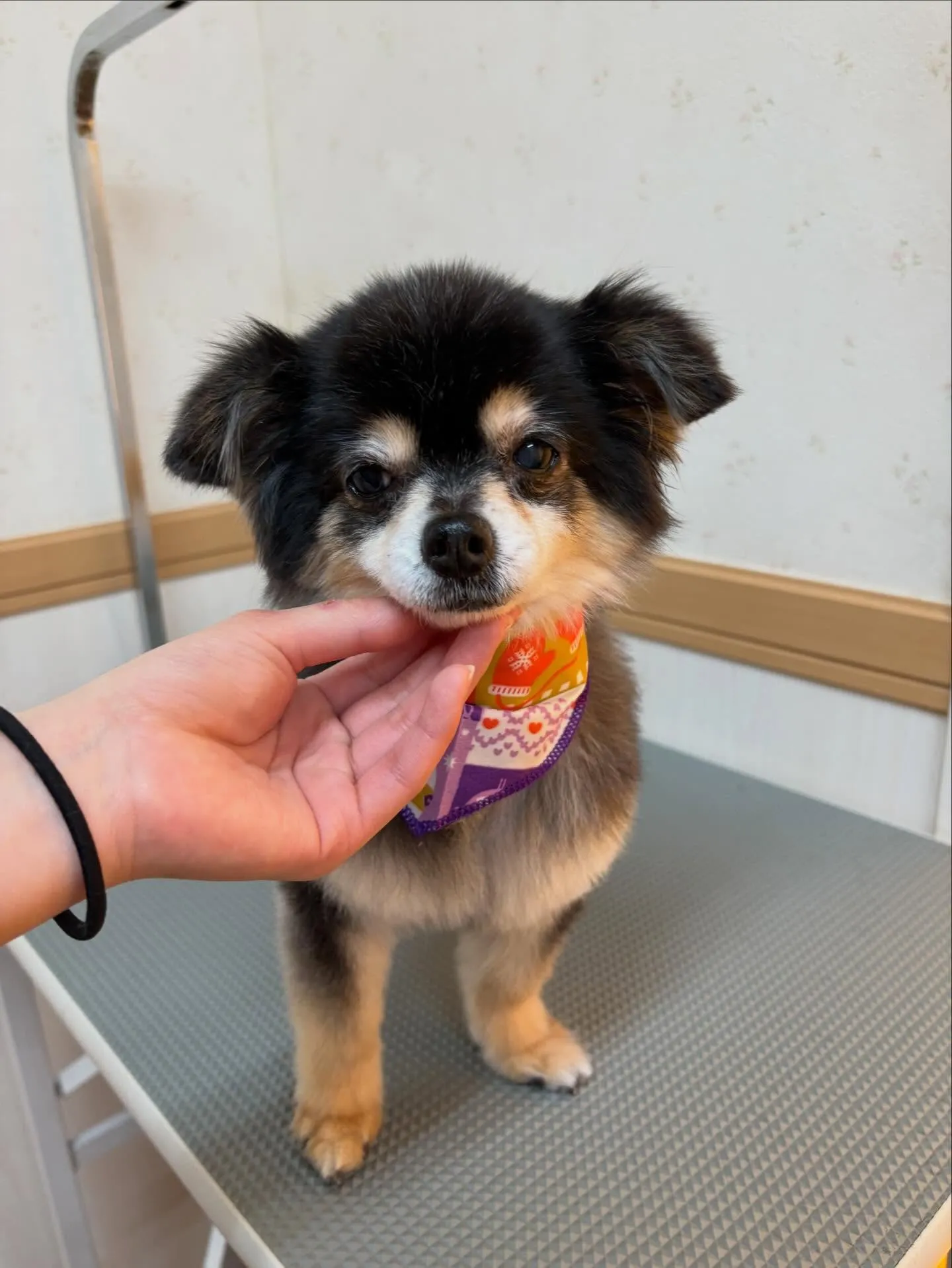 犬のトリミング✂️