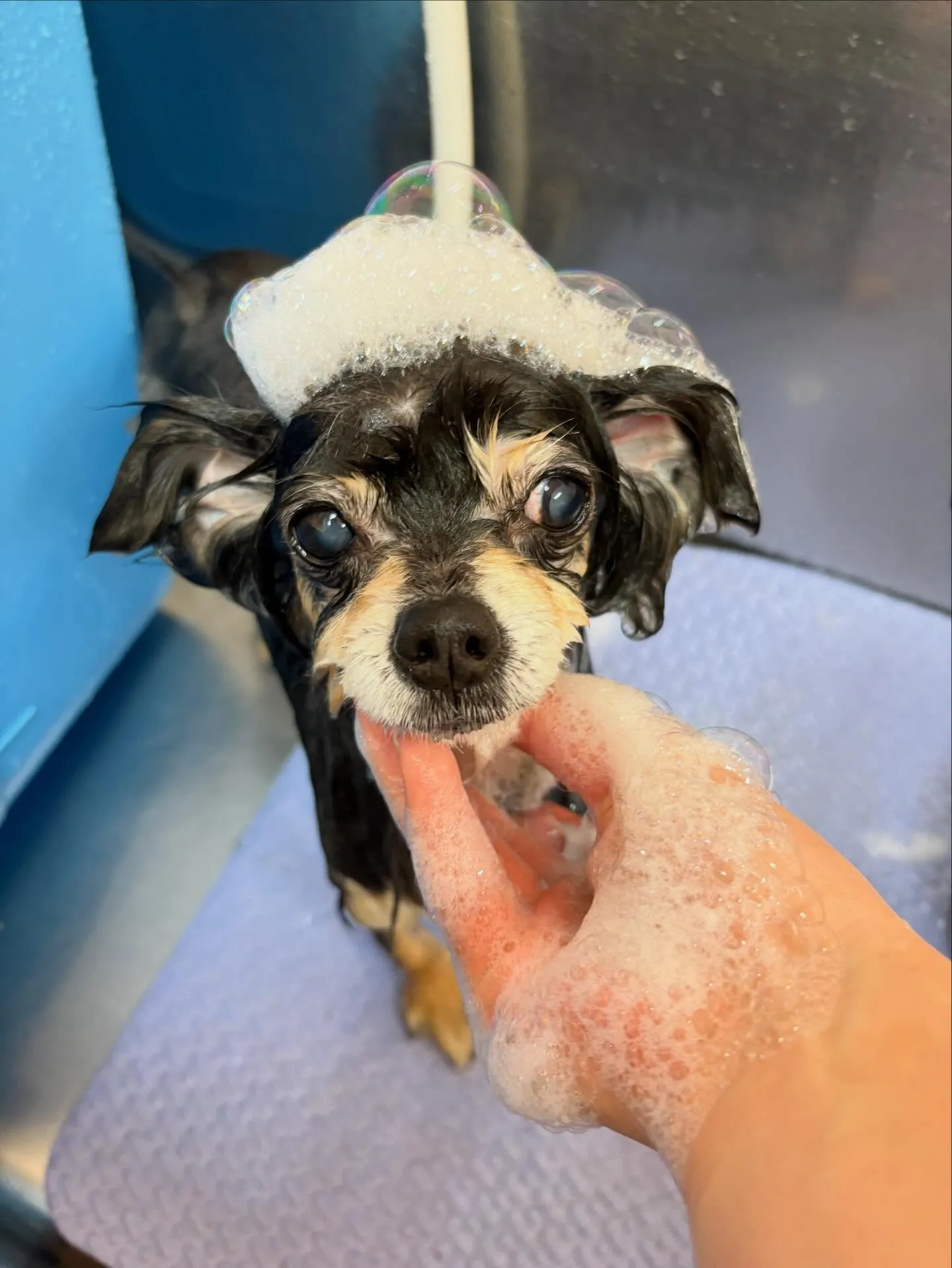 犬のトリミング✂️